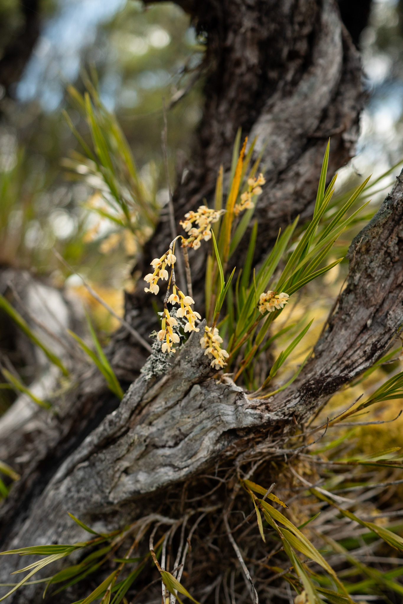 Earina mcuronata