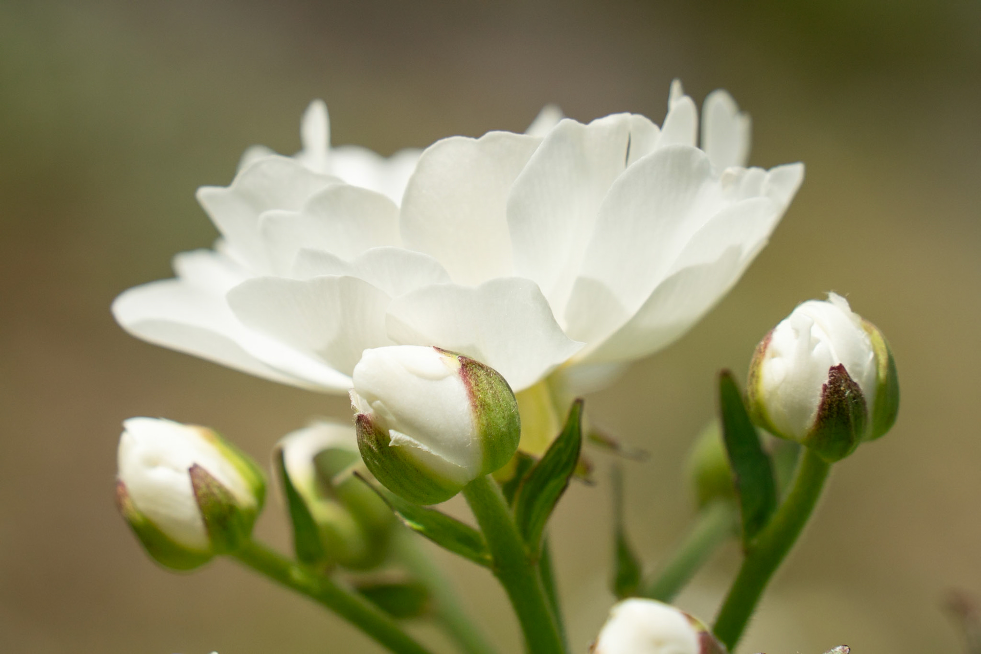 Ranunculus lyallii