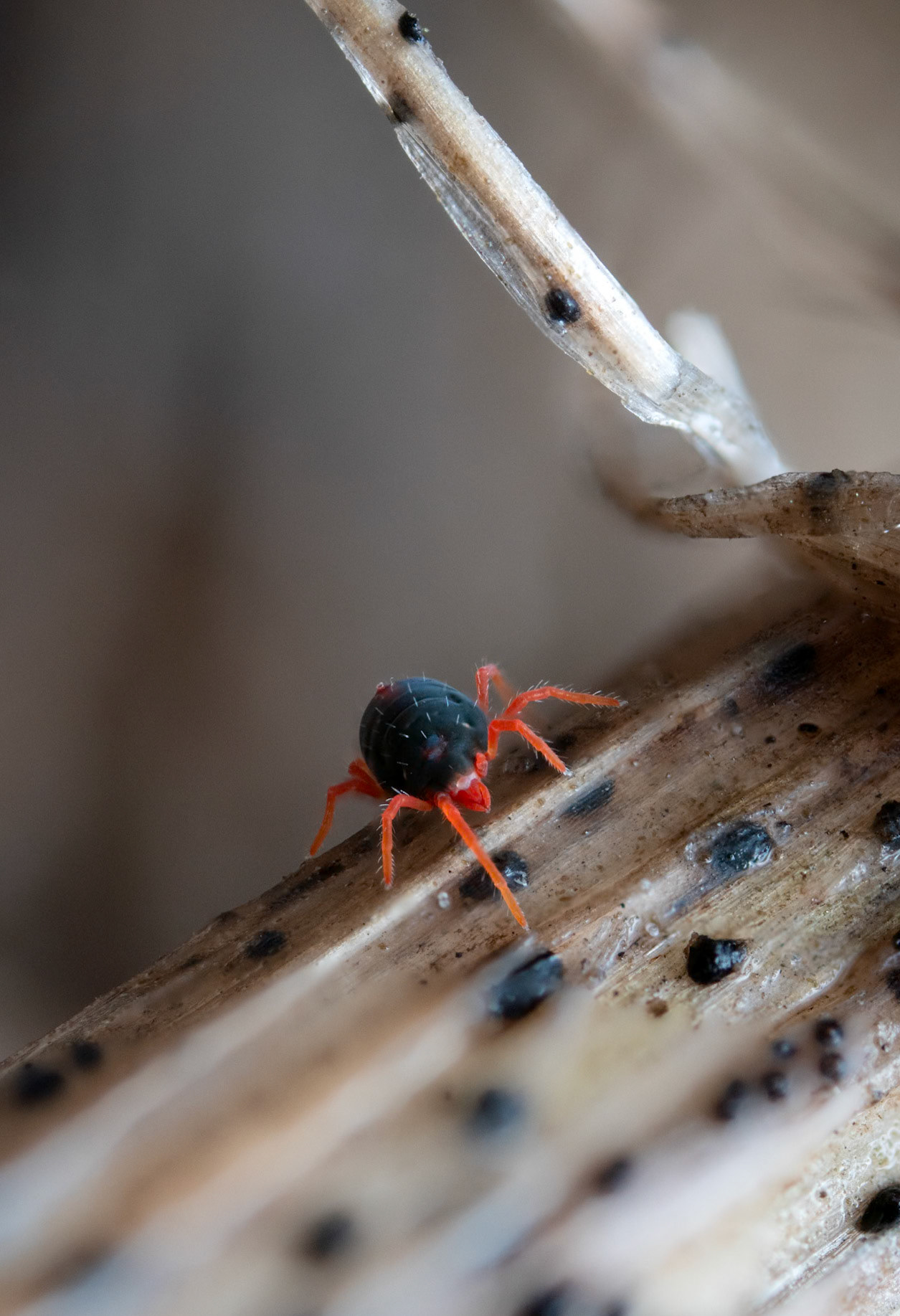 Penthaleus sp. -Earth Mite