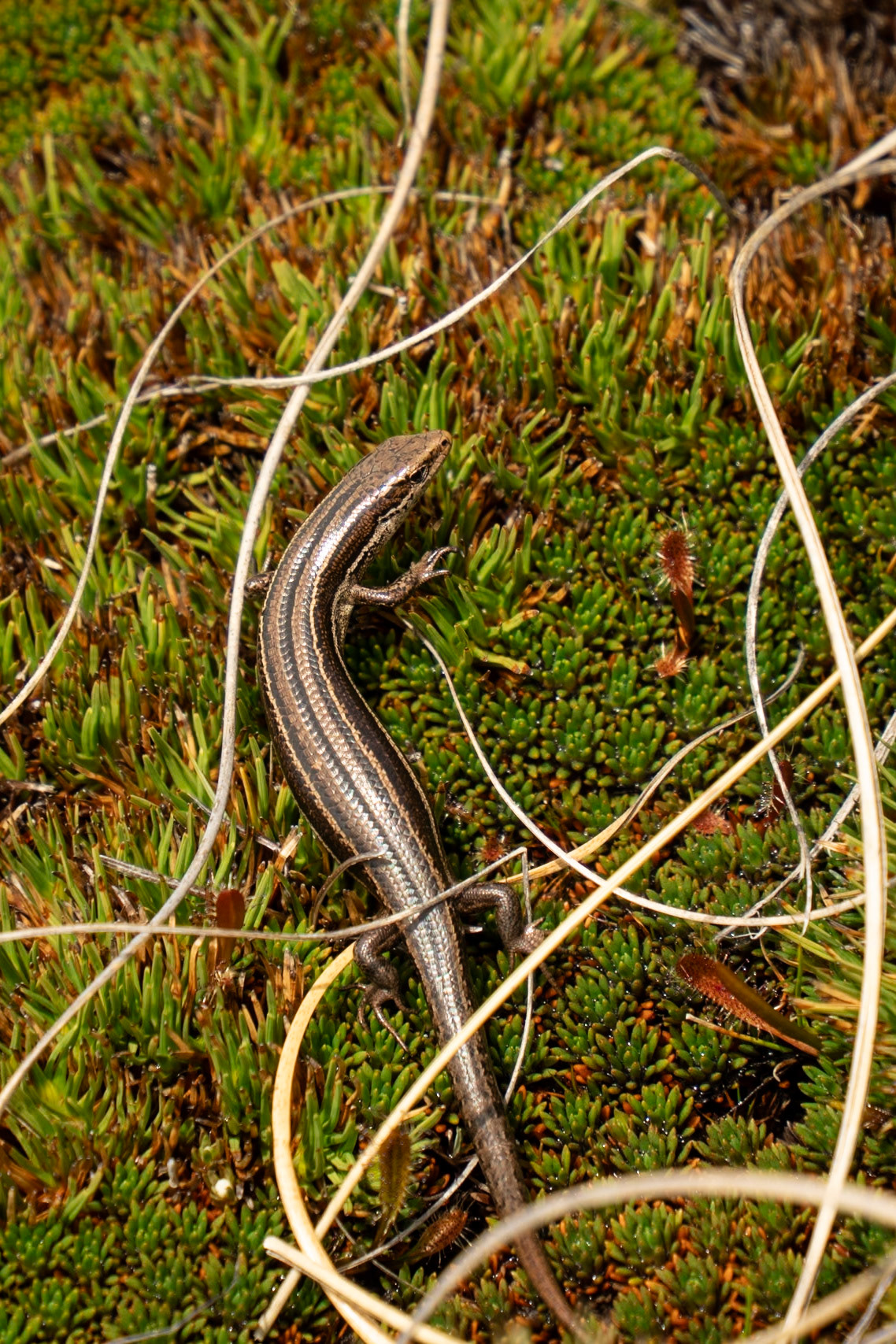 Eyres Skink, Oligosoma repens