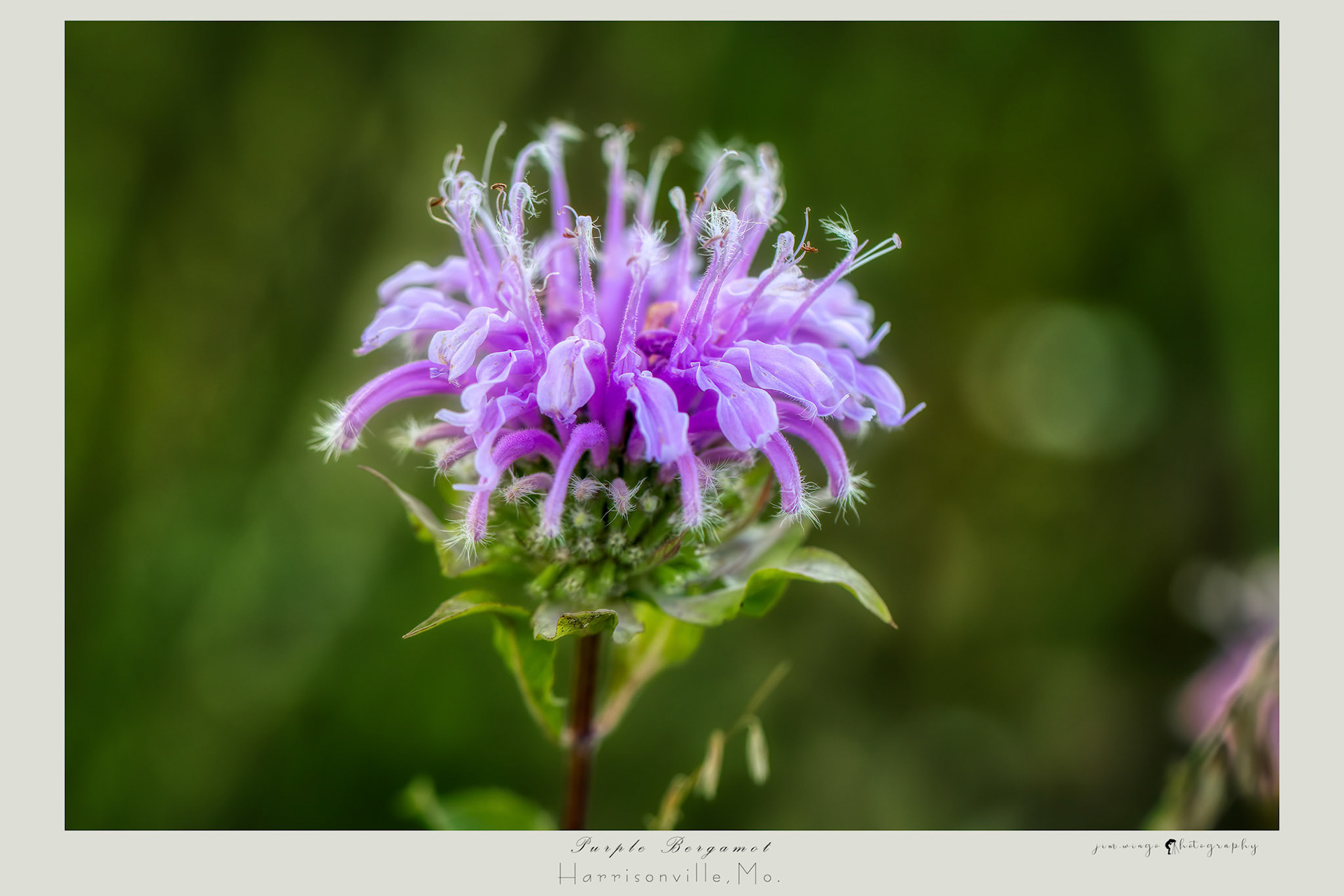 Purple Bergamot