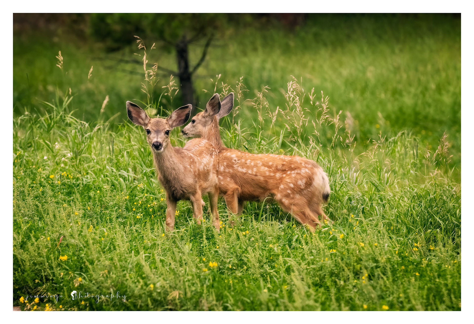 Mulie fawns