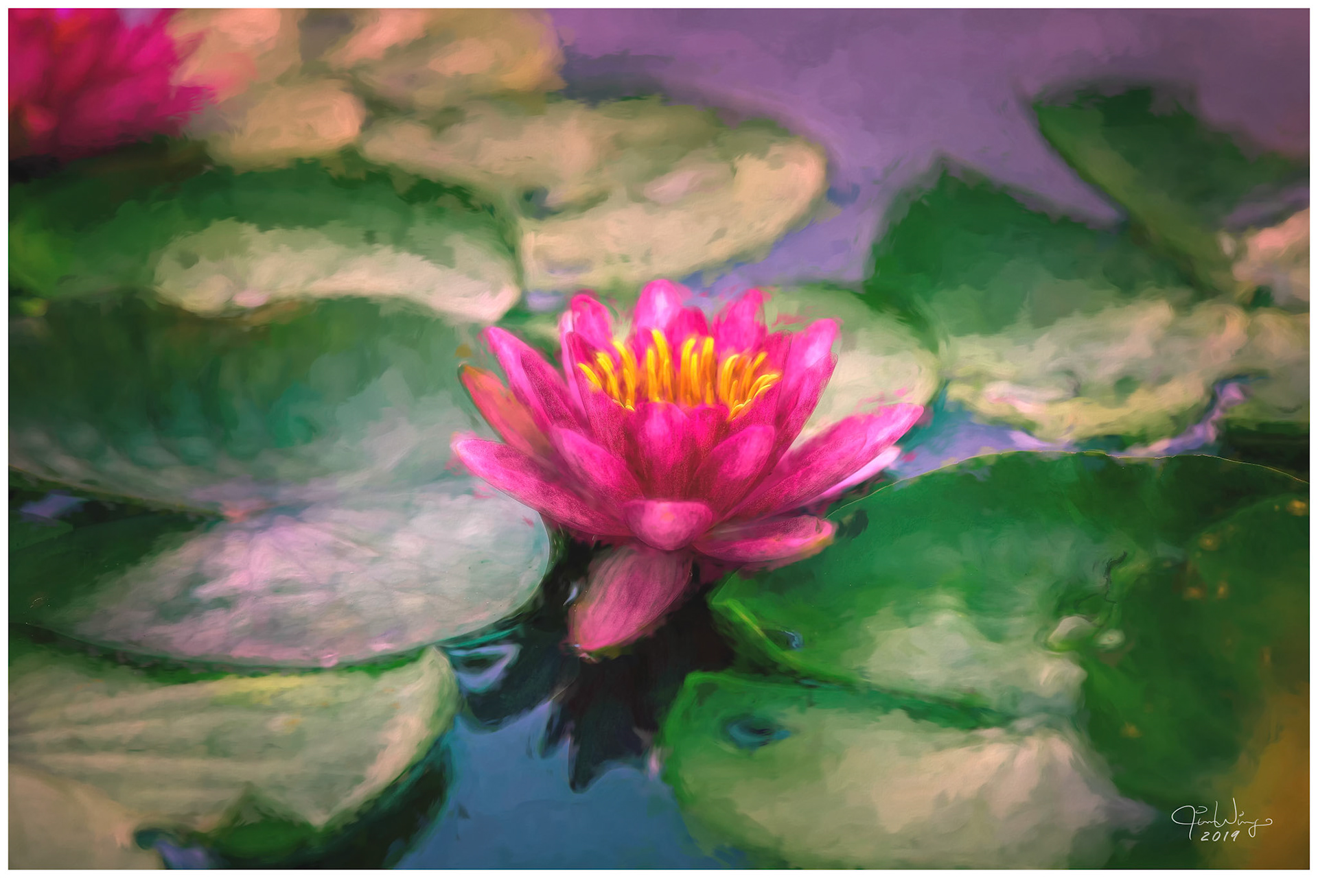 Pond lily