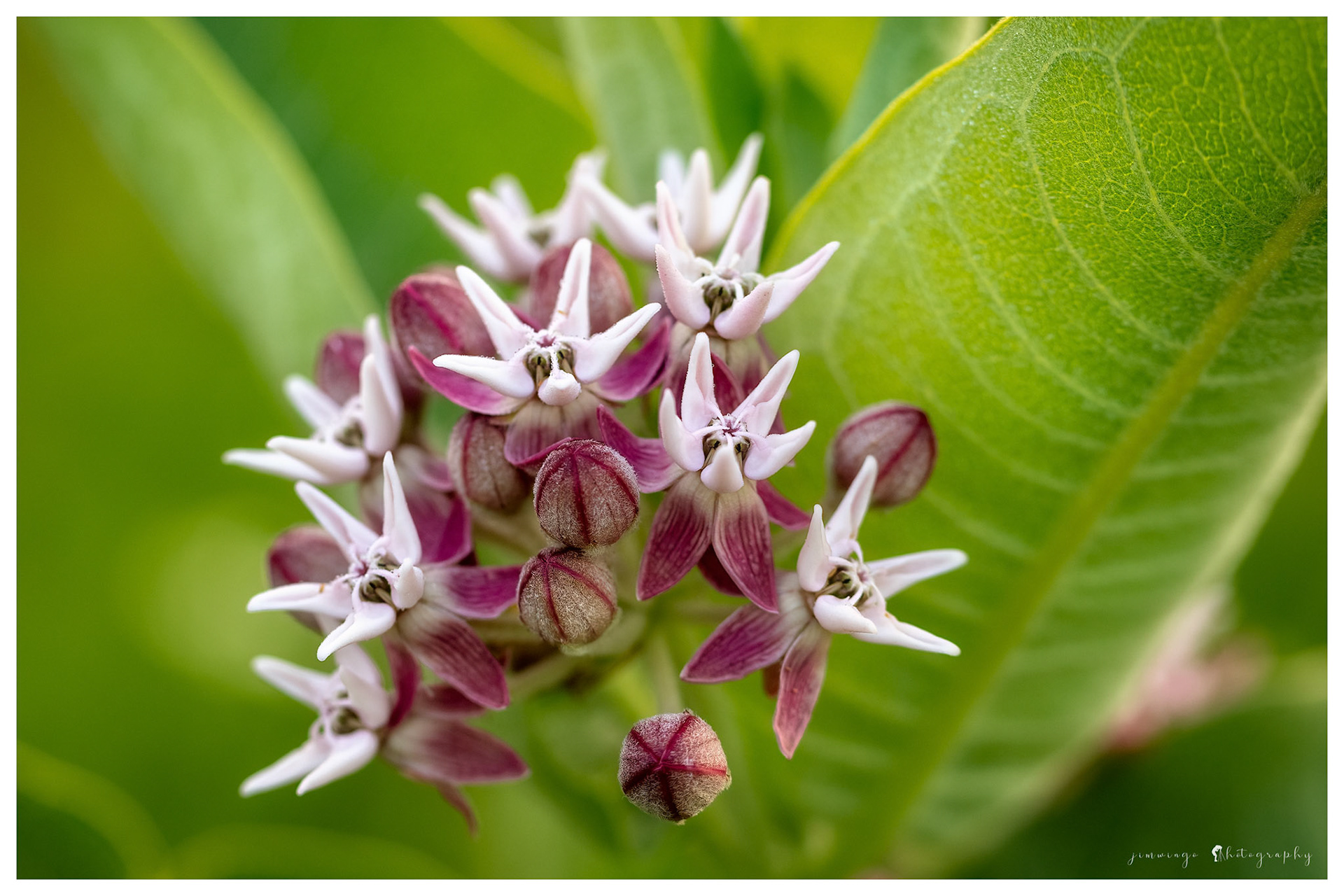 Milkweed