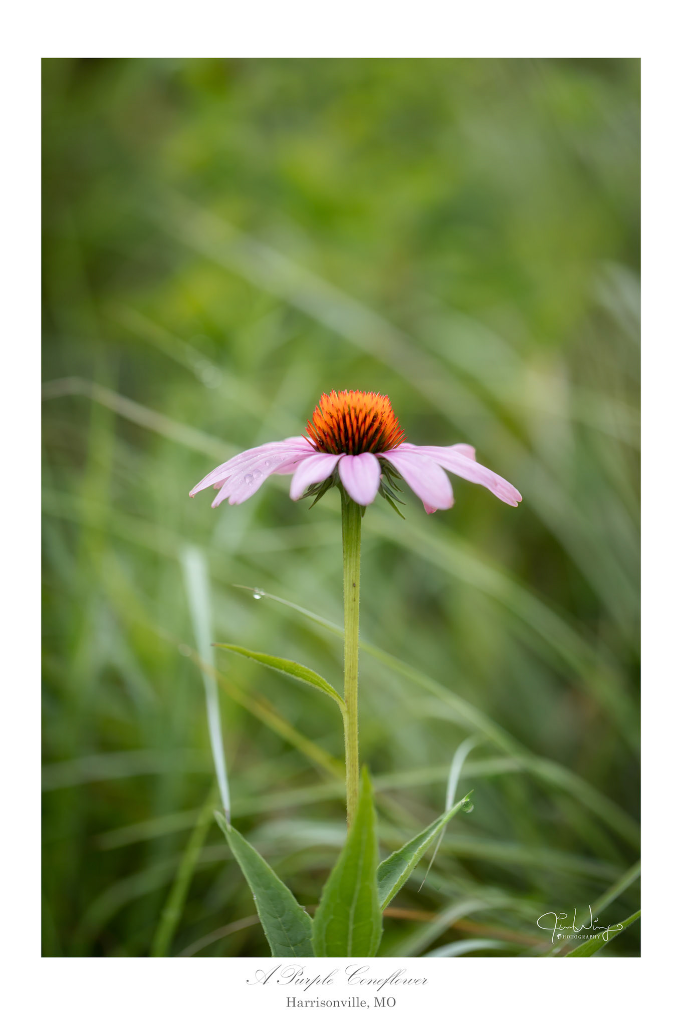 A purple coneflower