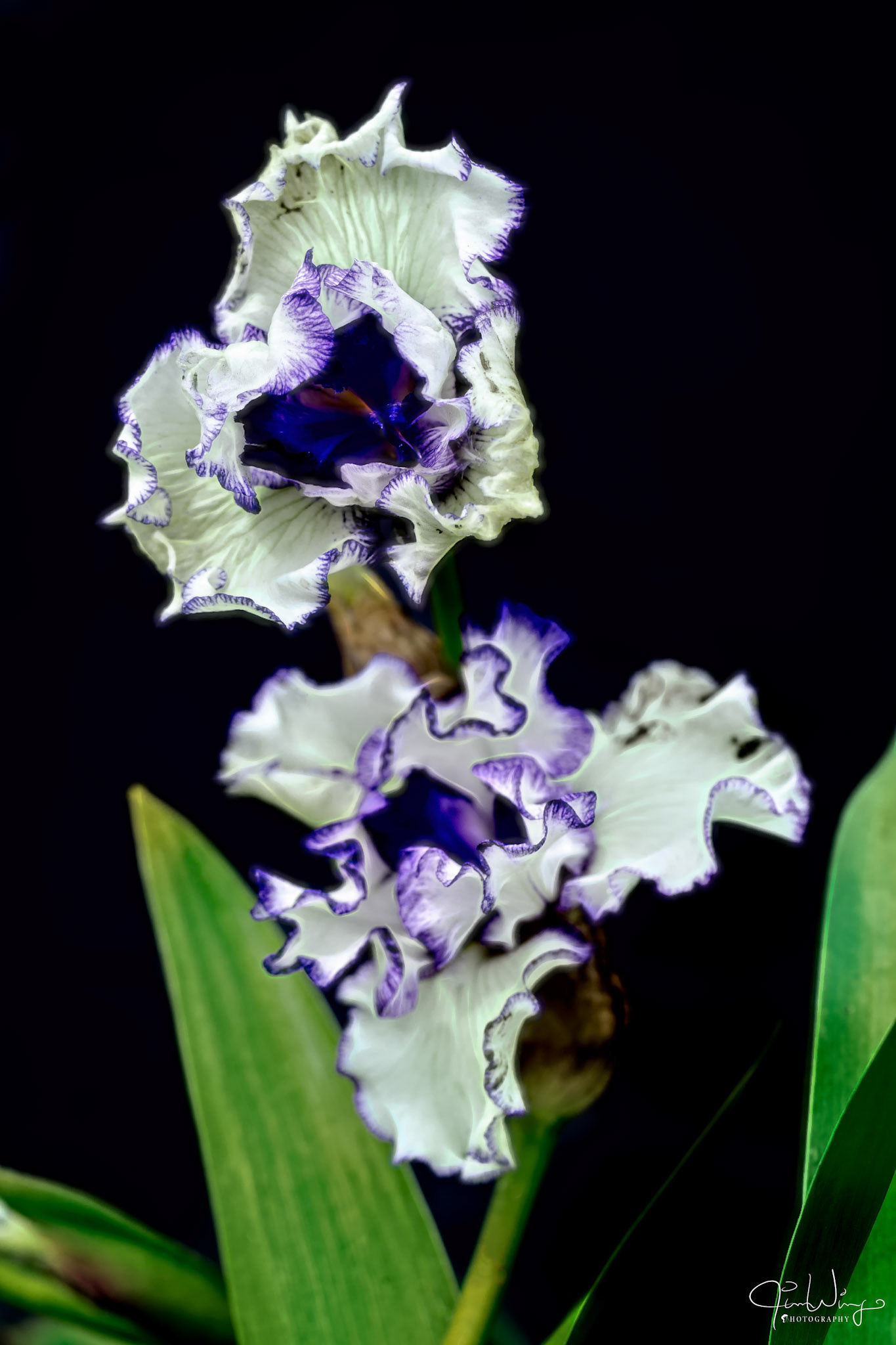 Purple much