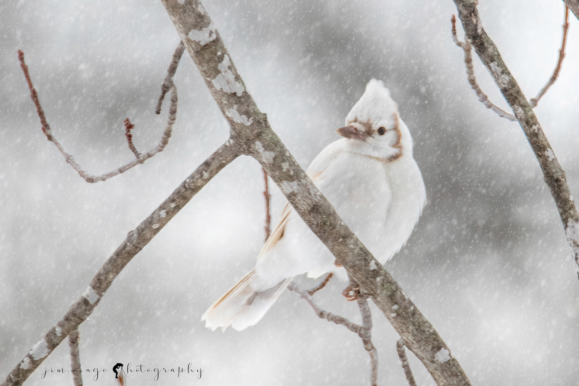 The white jay 2