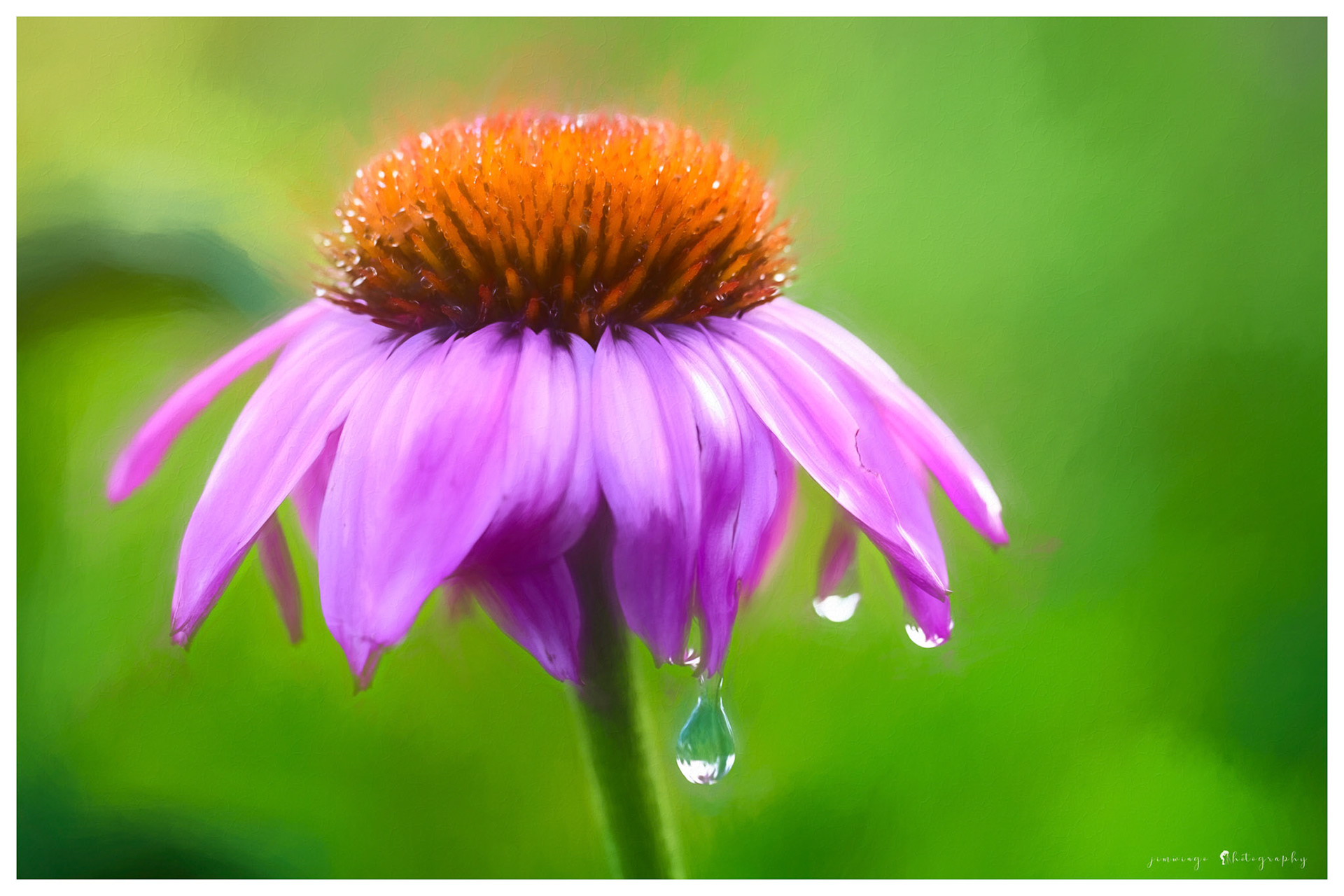 Coneflower