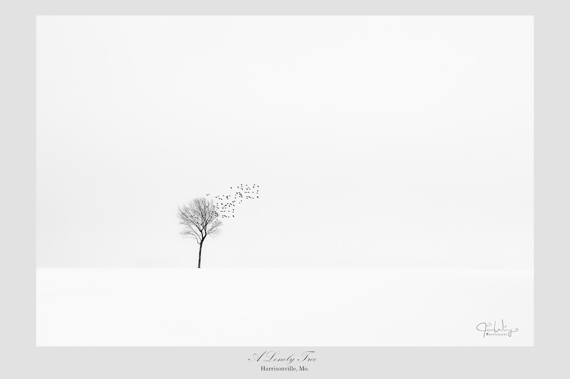 A Lonely Tree