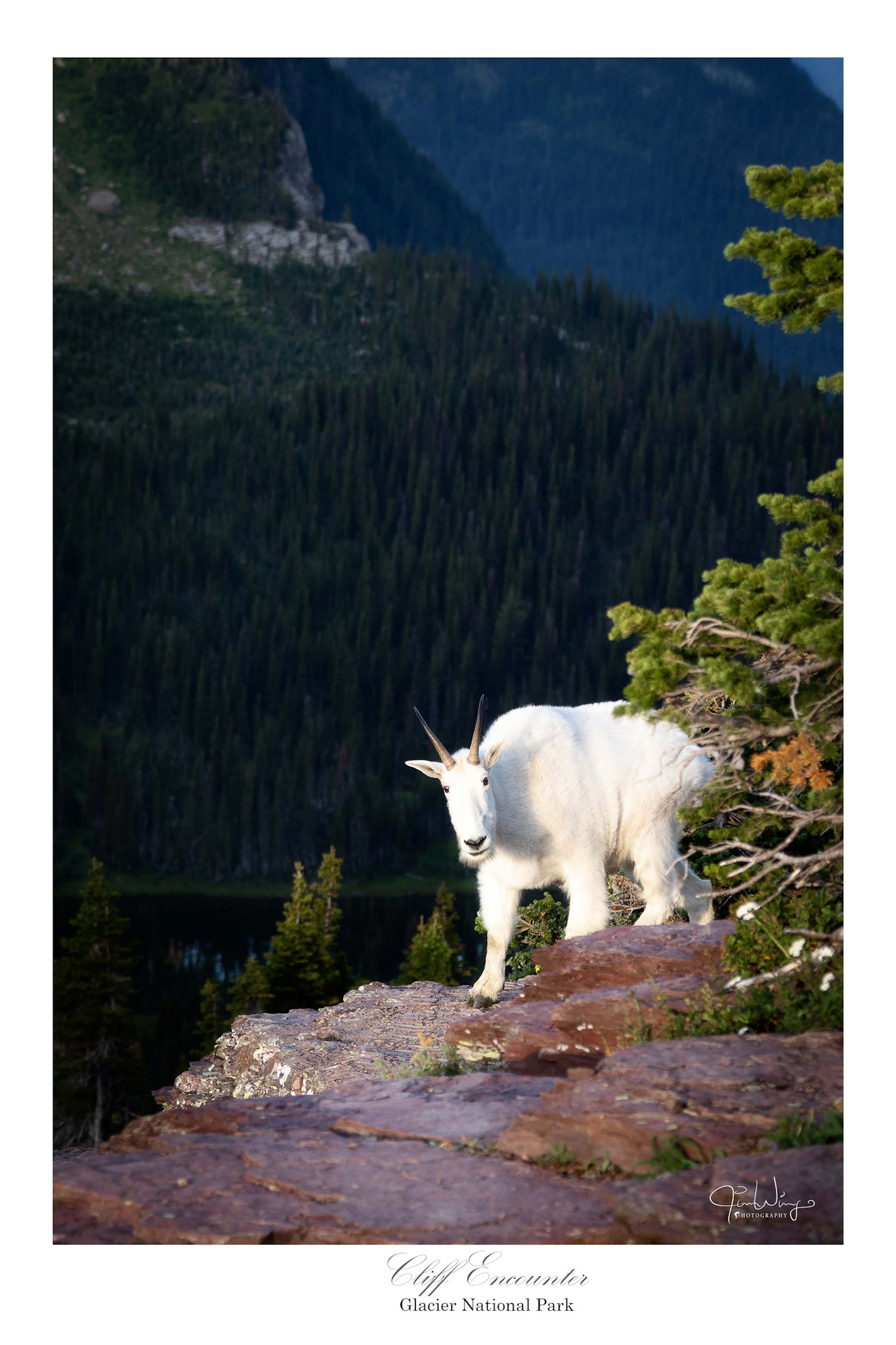 Cliff Encounter