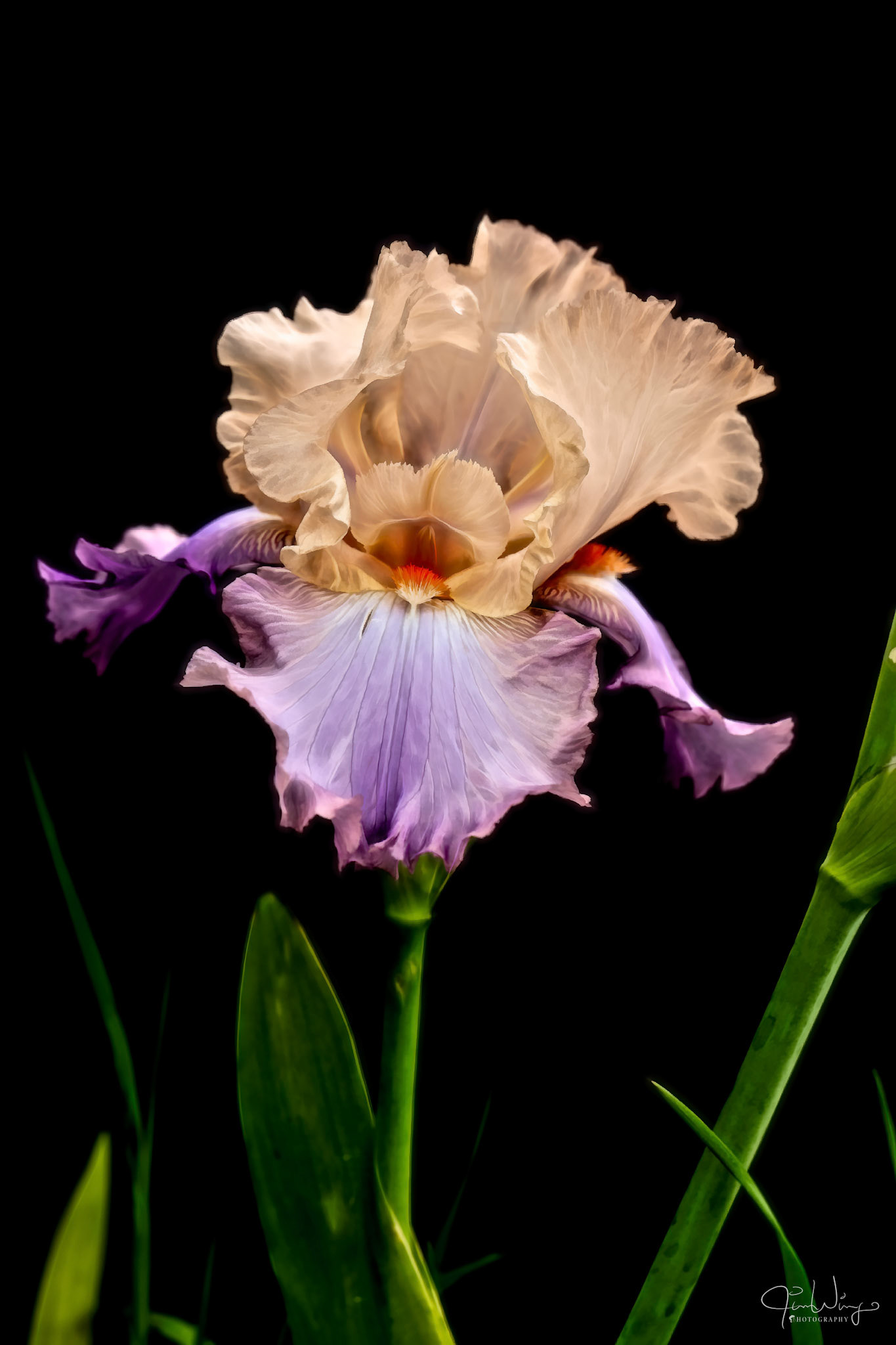 Black on Iris 1