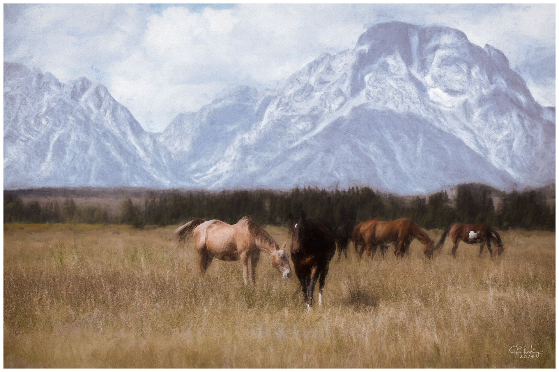 Teton horses