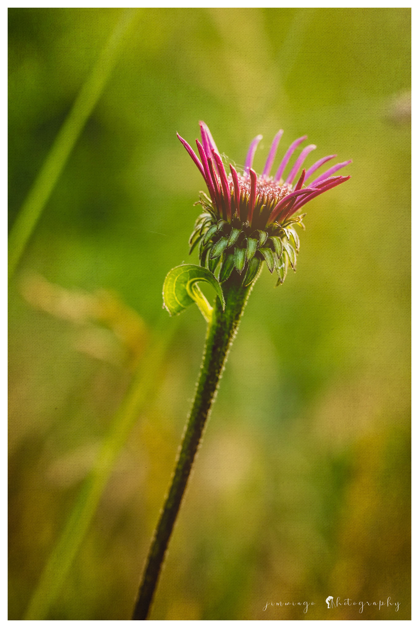 The coneflower