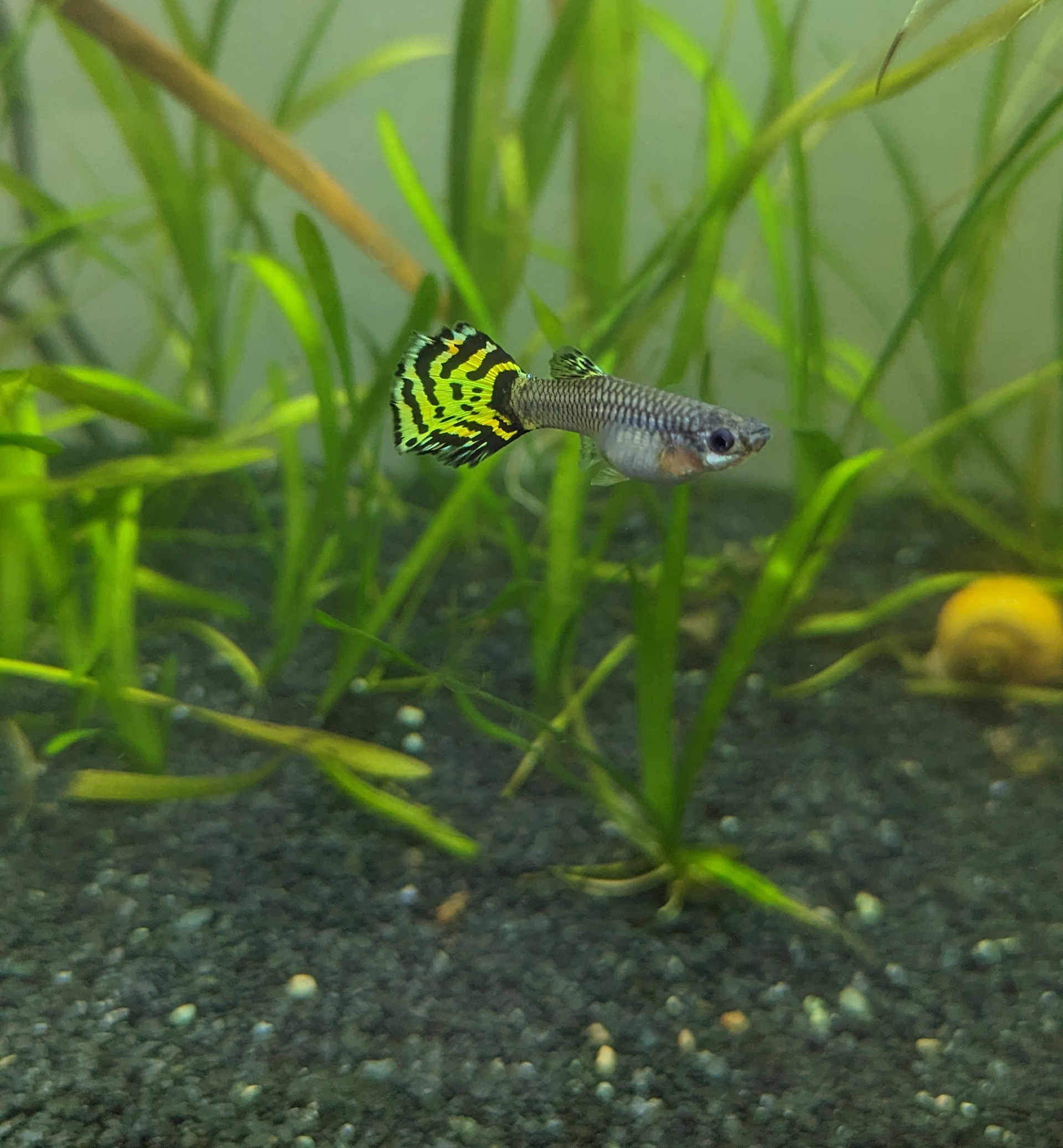 'Tiger Halfmoon Mosaic" Guppy (female)