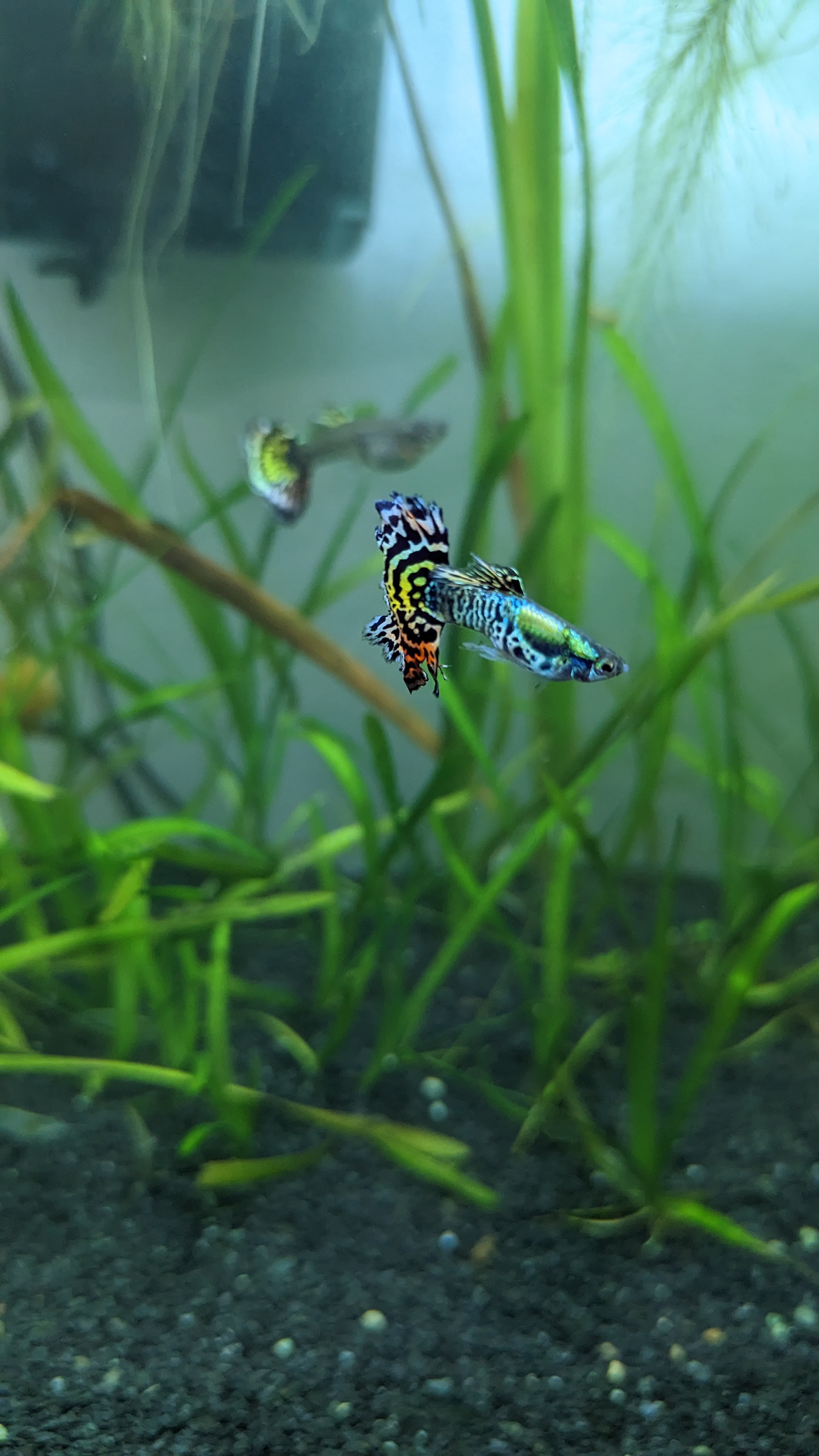 'Tiger Halfmoon Mosaic" Guppy (male)