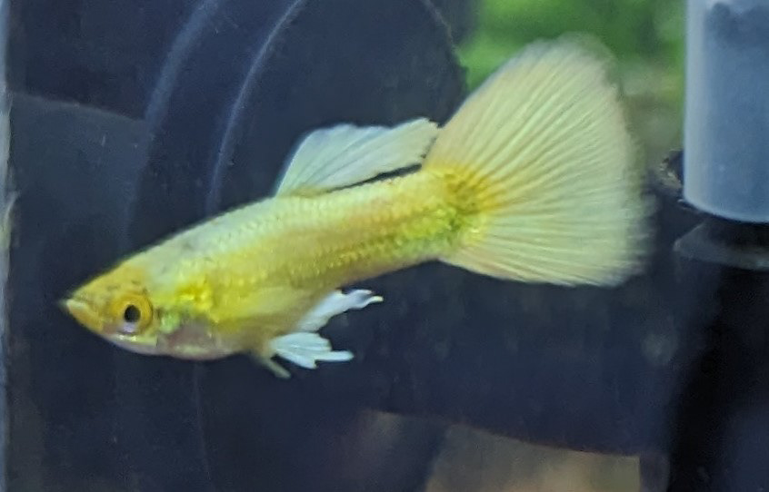 '24k Gold" Guppy (male)