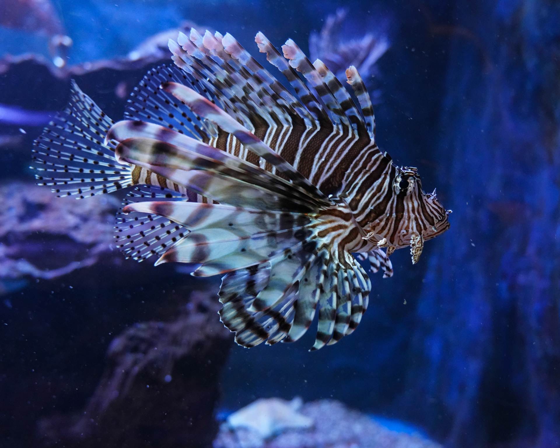 Lionfish