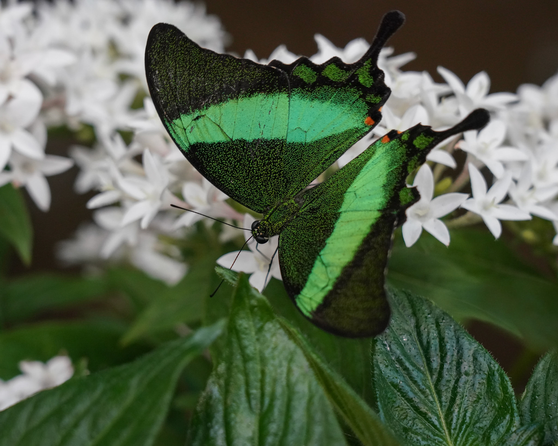 Tailed Jay
