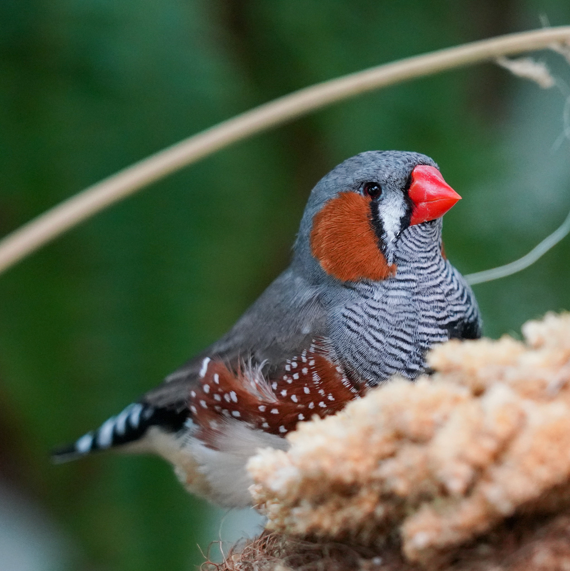 Zebra Finch