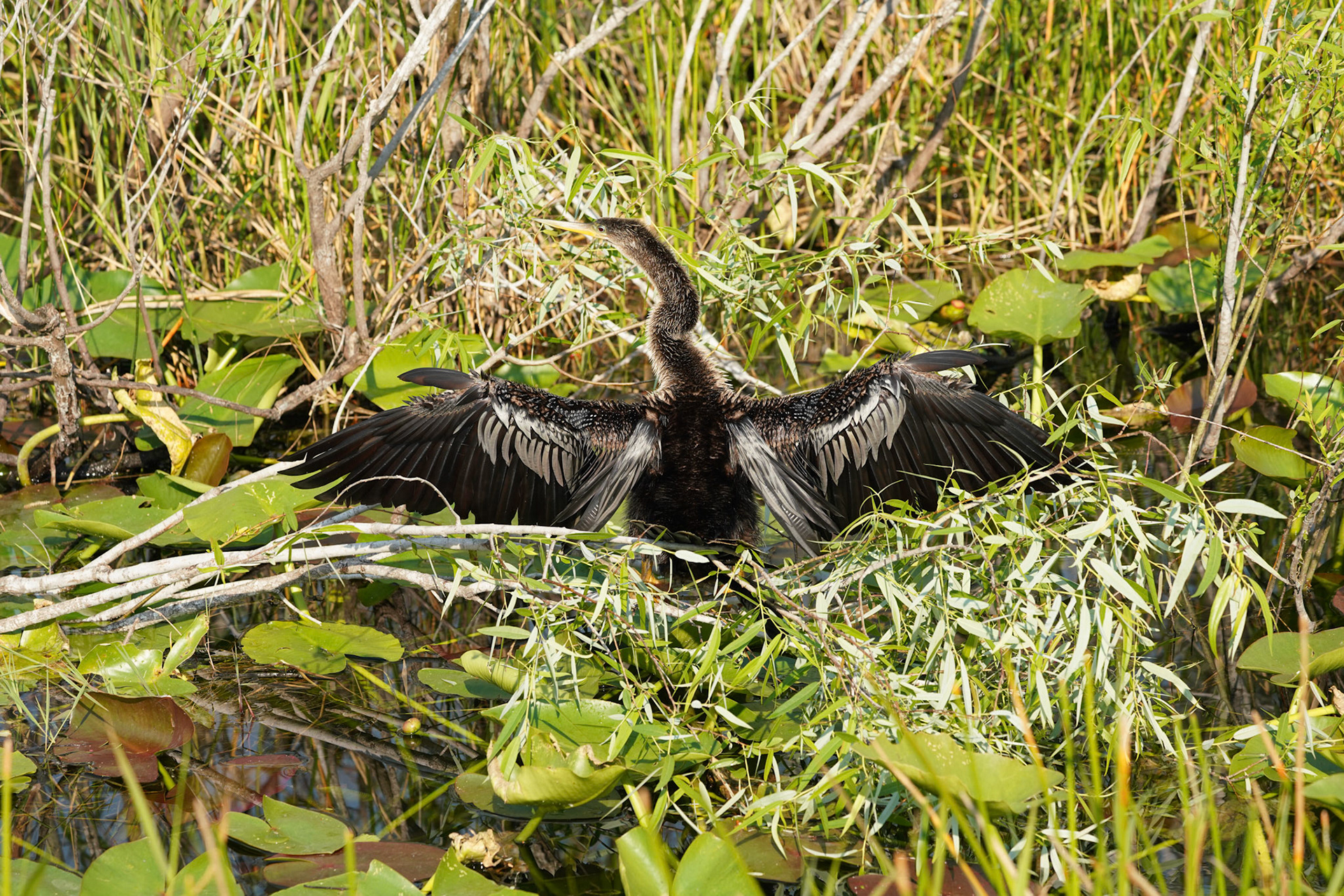 Anhinga