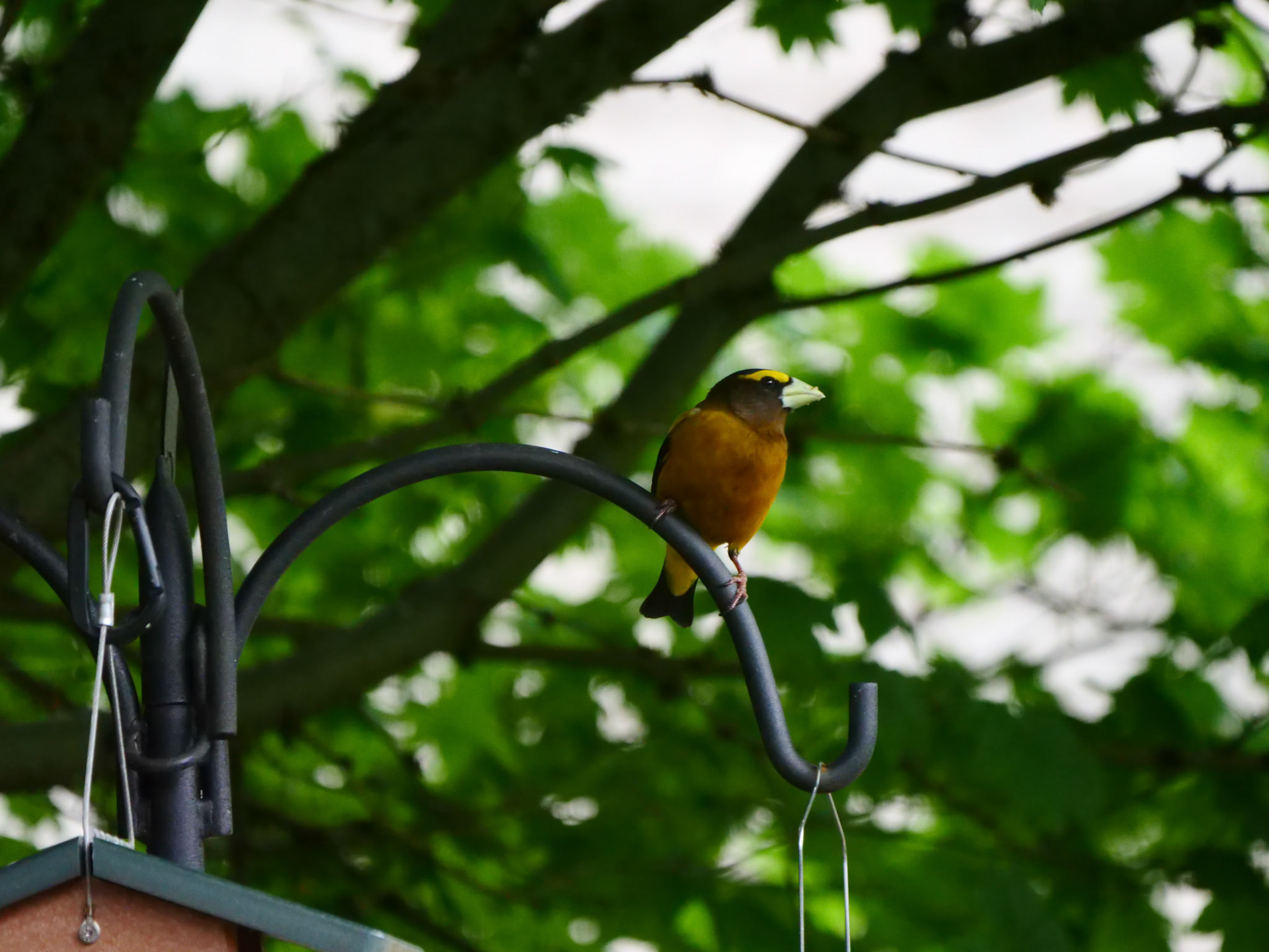 Evening Grosbeak male