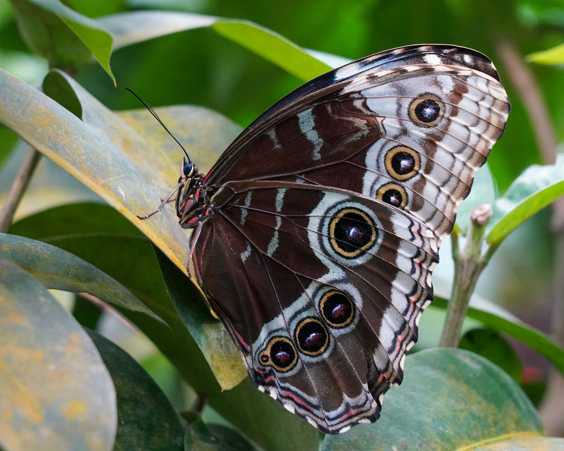 Blue Morpho - wings are bright blue when it flies