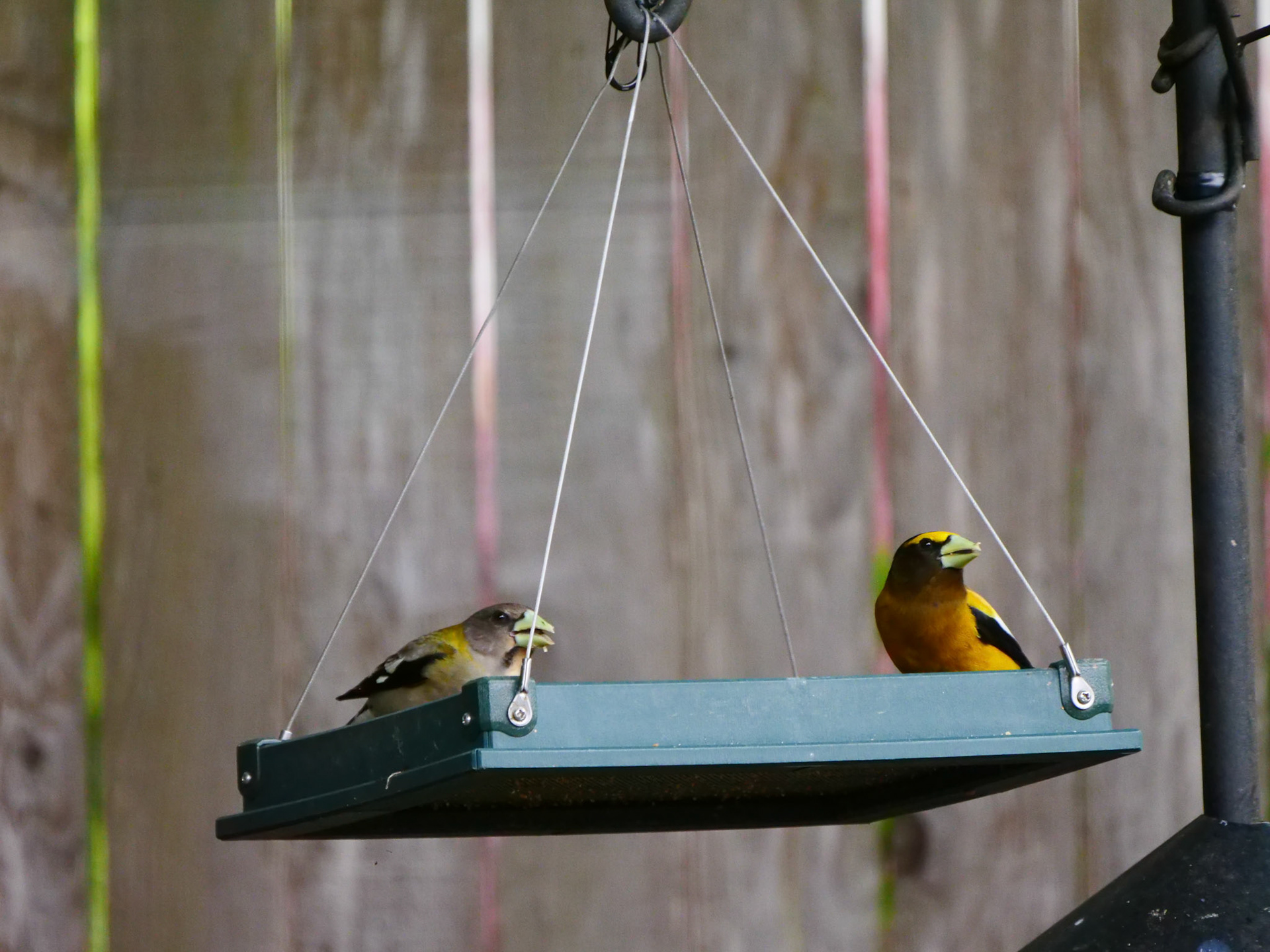 Evening Grosbeak pair