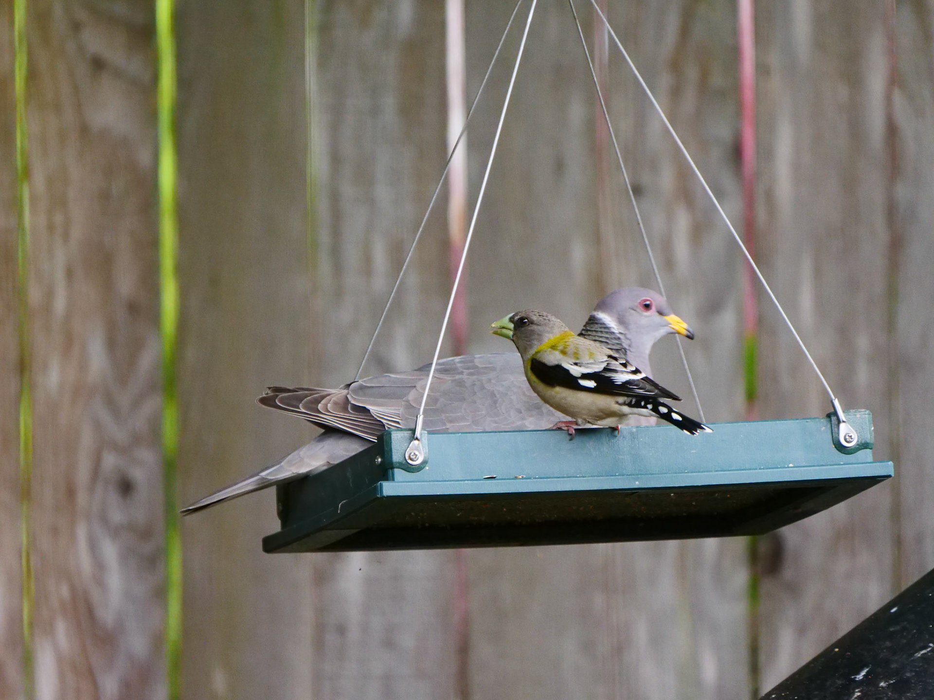 Female Evening Grosbeak with Band-tailed pigeon