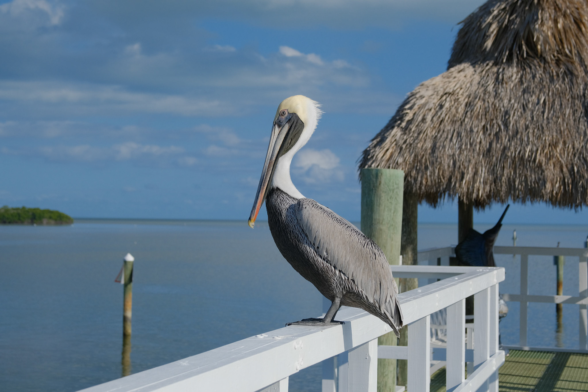 2 of 3: The Pelican (Doug's photo)