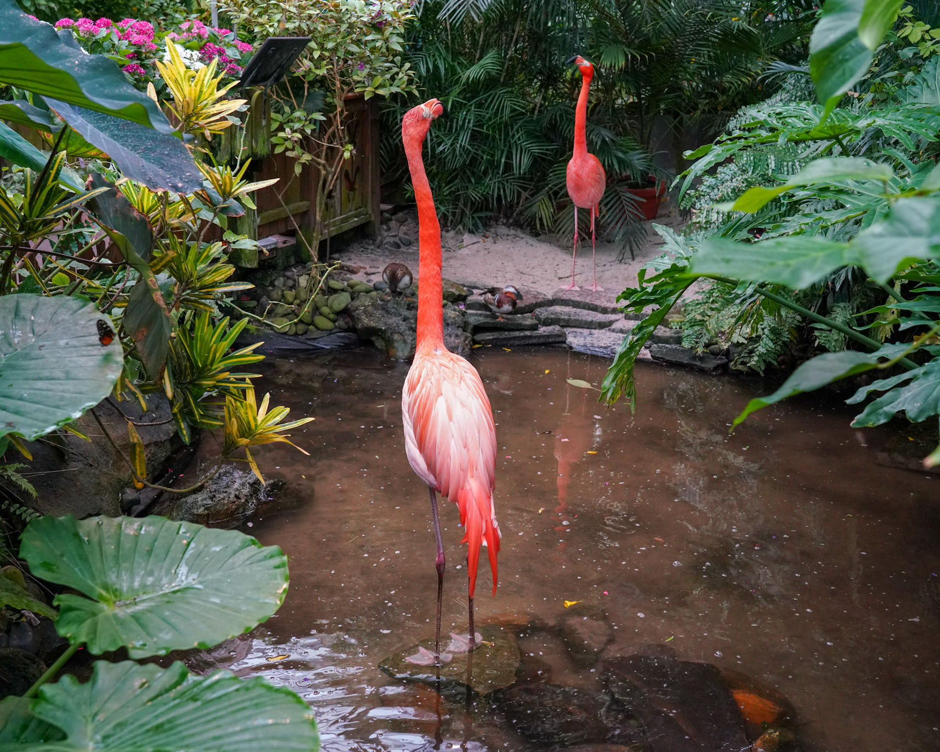 Rhett and Scarlett - a pair of flamingoes