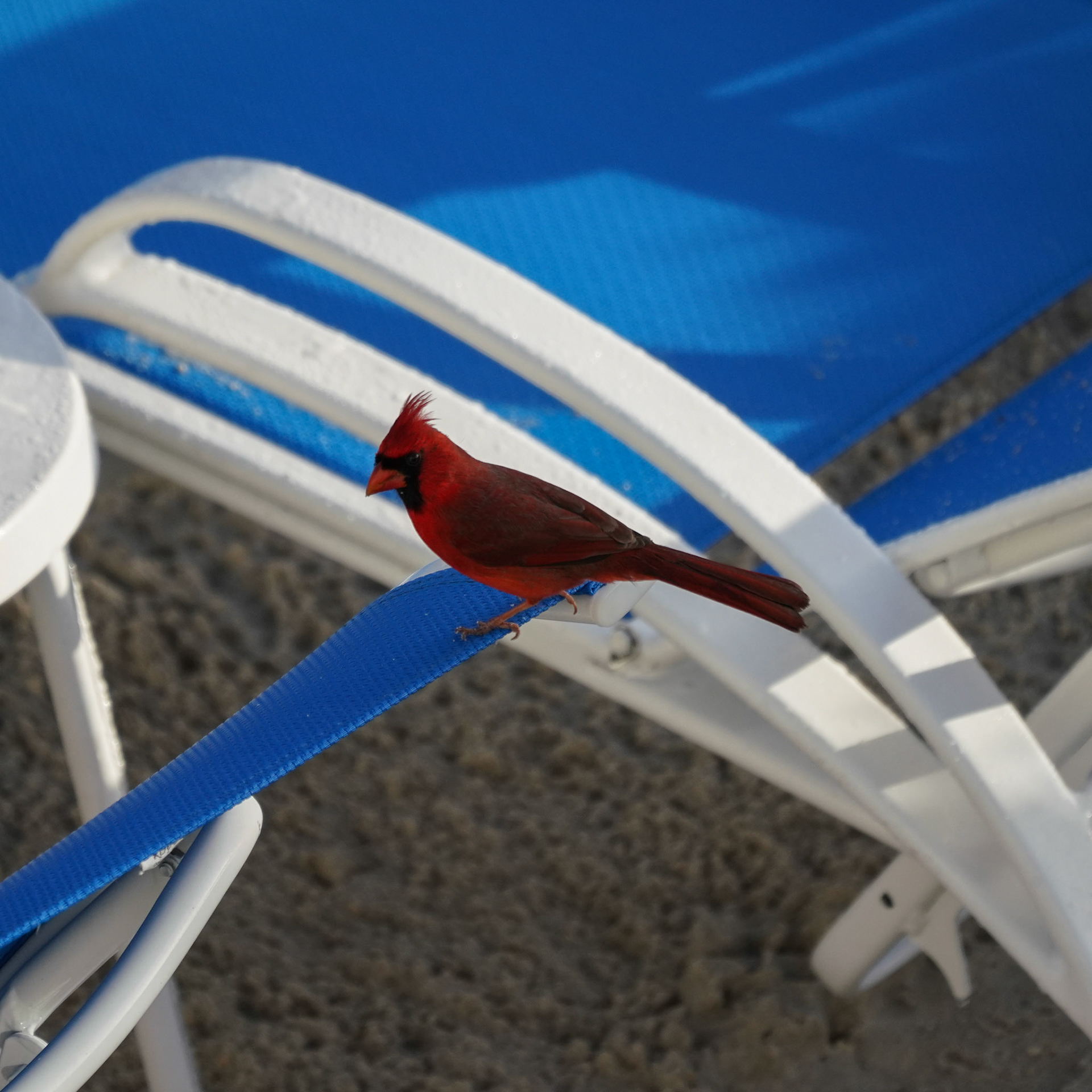 Northern Cardinal - not on our local bird list!