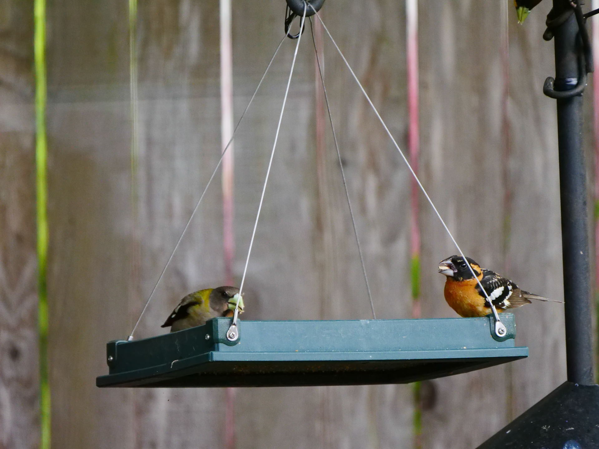 Evening Grosbeak female with Black-headed Grosbeak male