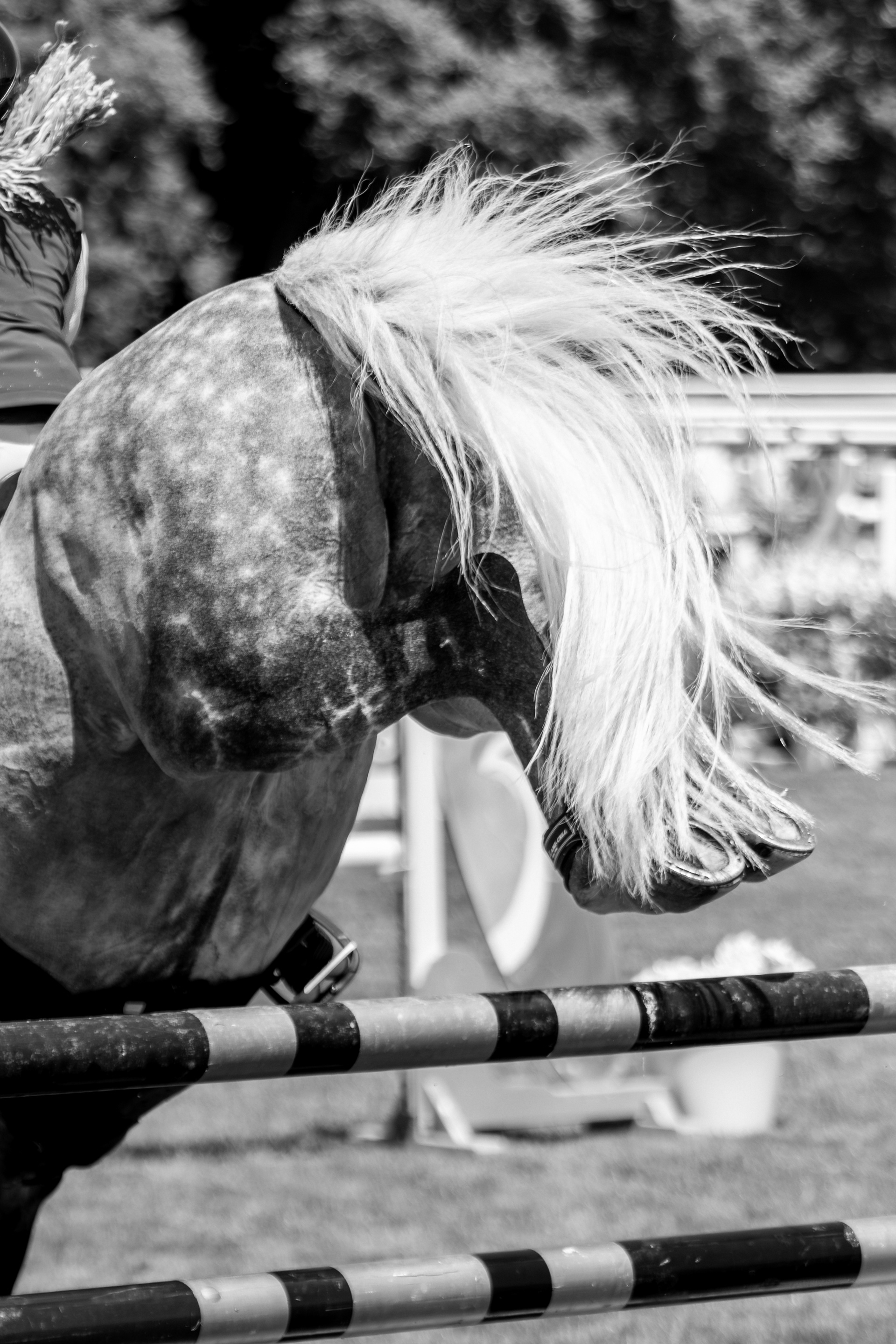 Cascos - Chantilly Classic - Juillet 2025