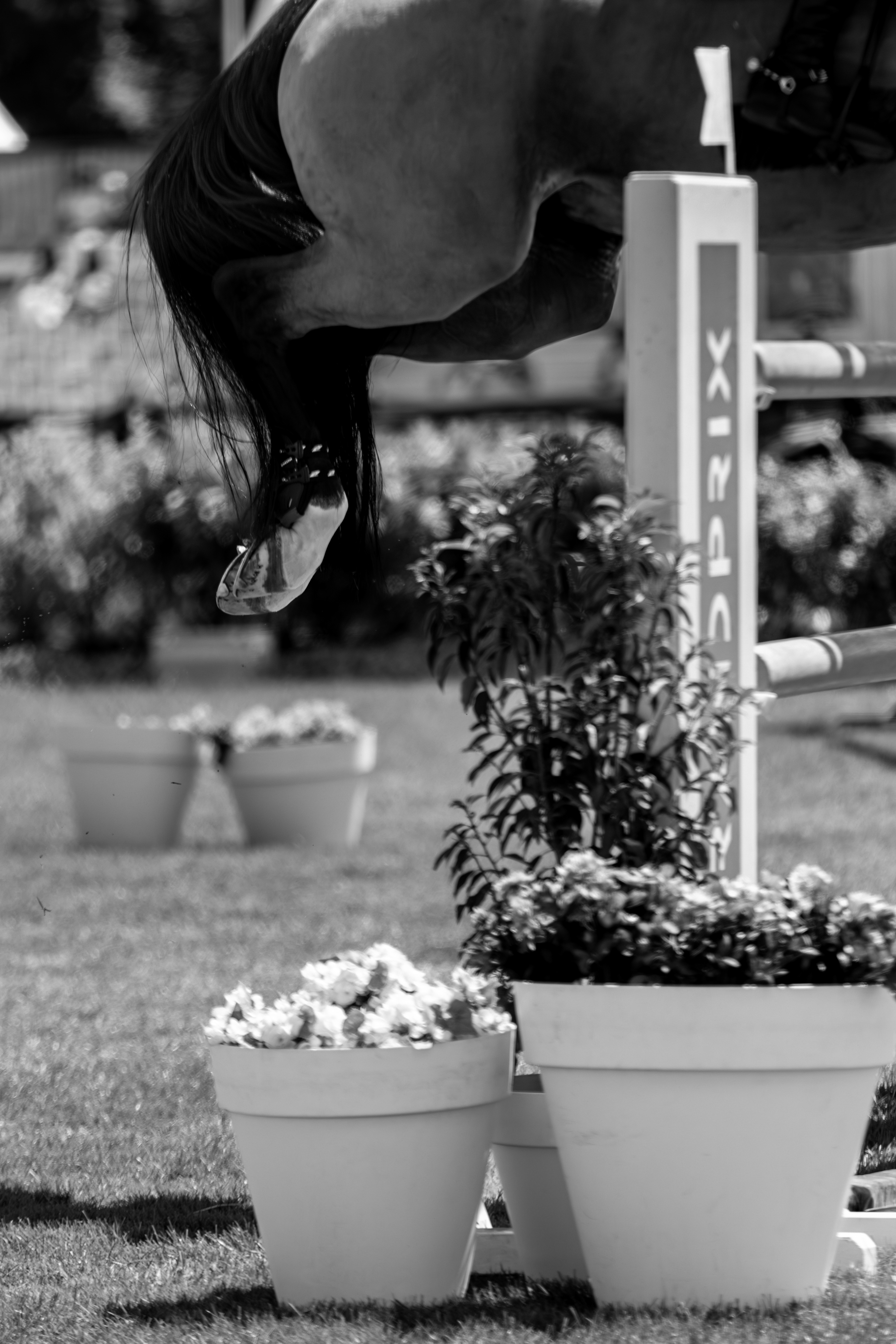 Chantilly Classic - Juillet 2025