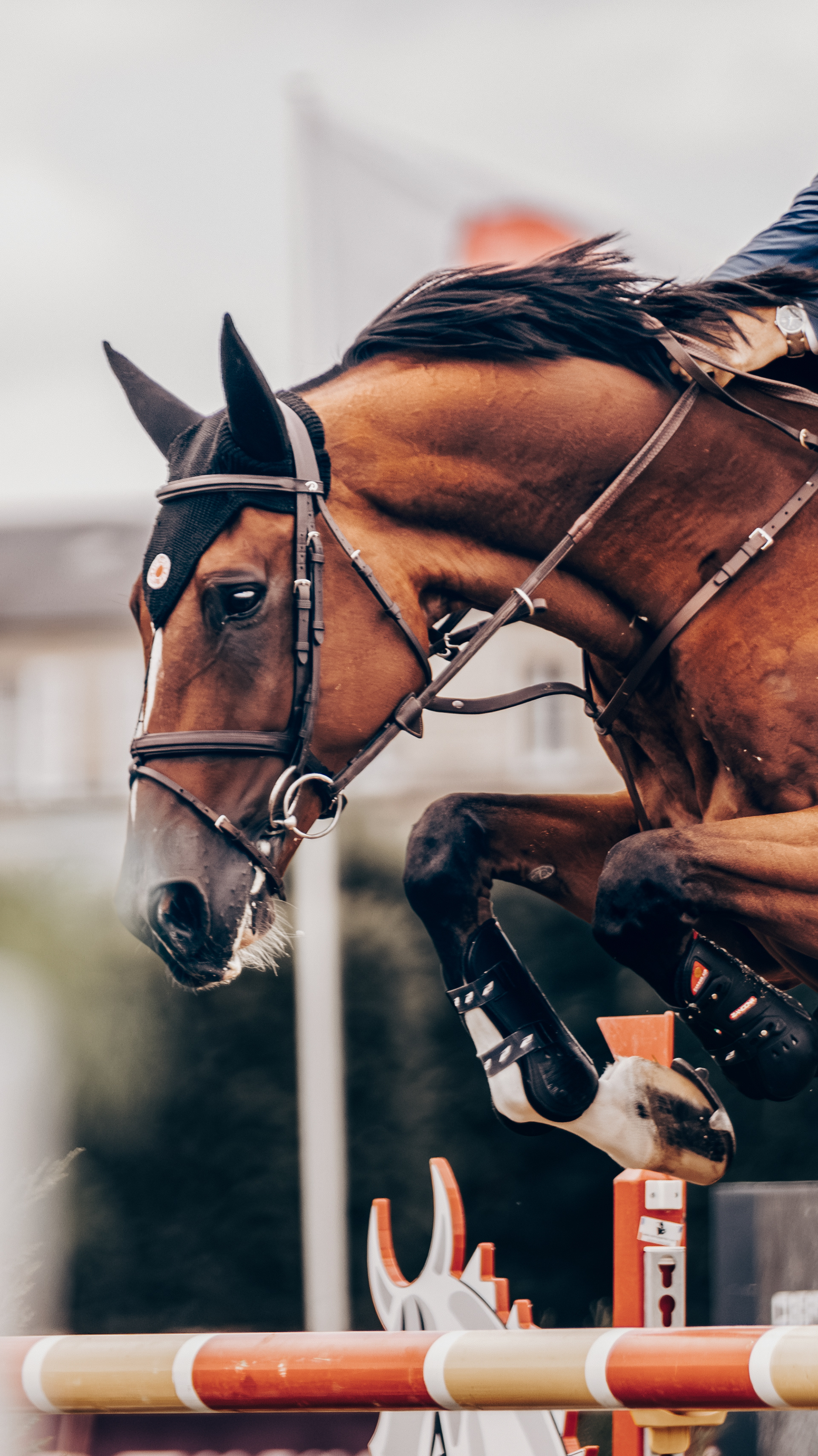 Chantilly Classic 2024 - Chantilly - Juillet 2024