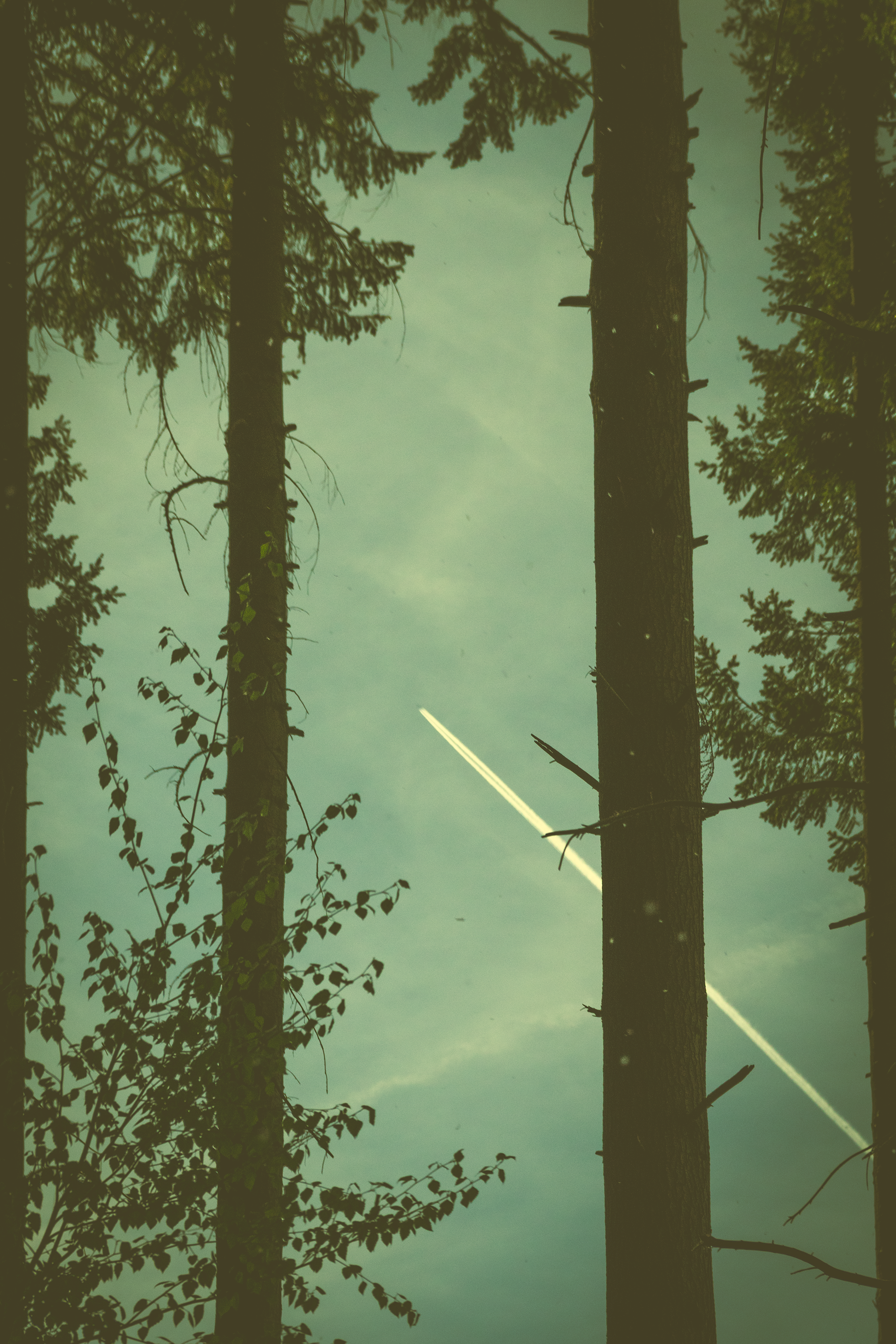 Wood Trail