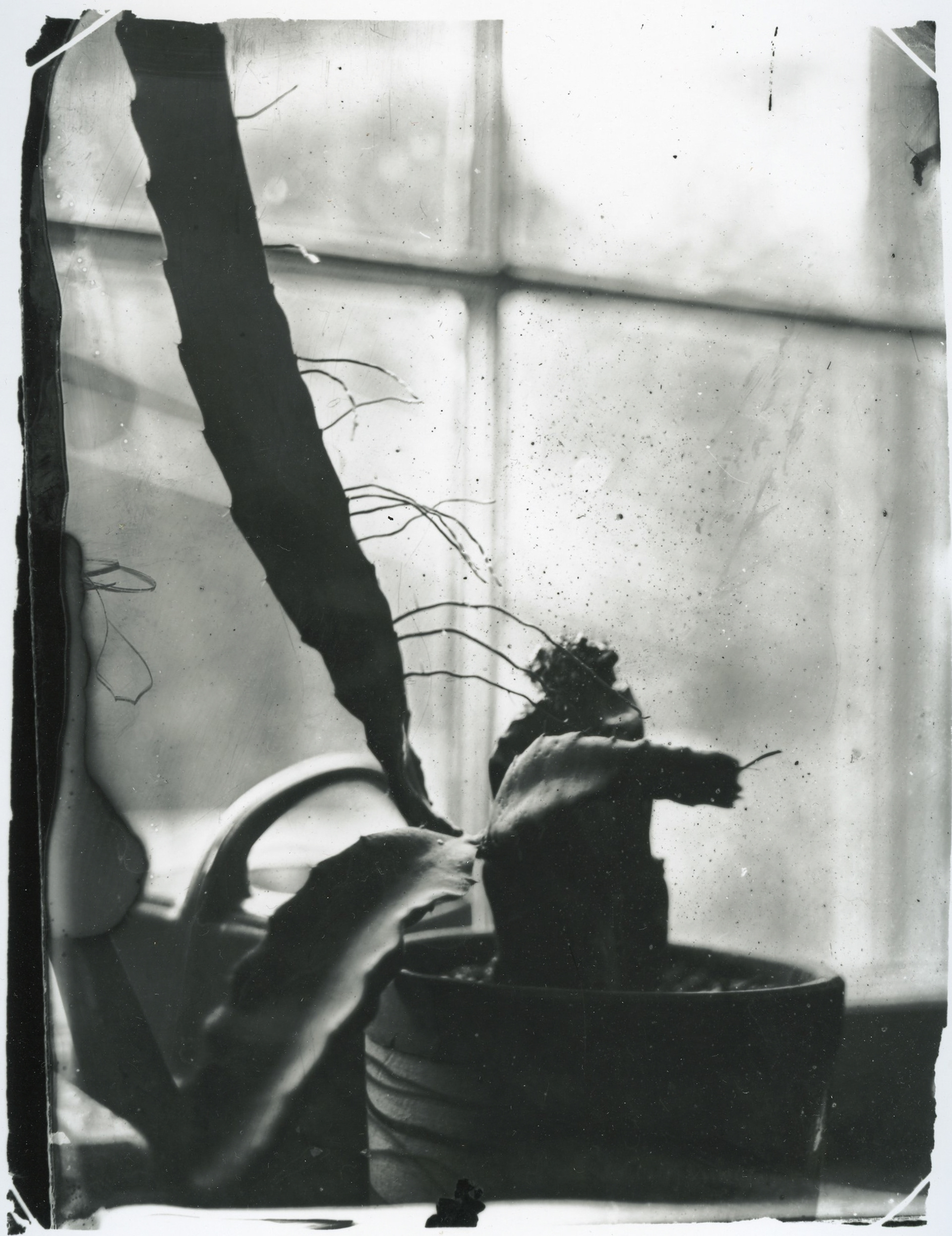 Dryplate collodion, black and white print