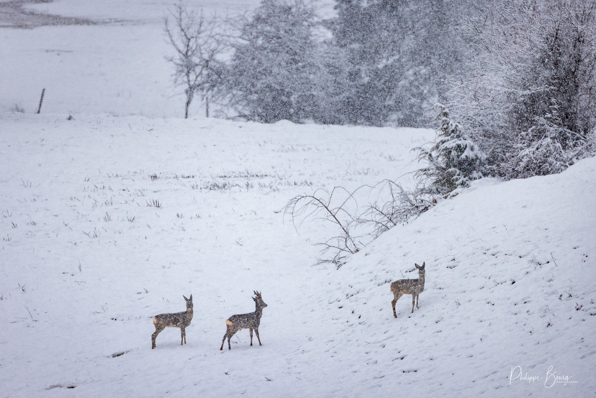 Ménage à trois - chevreuils dans la neige