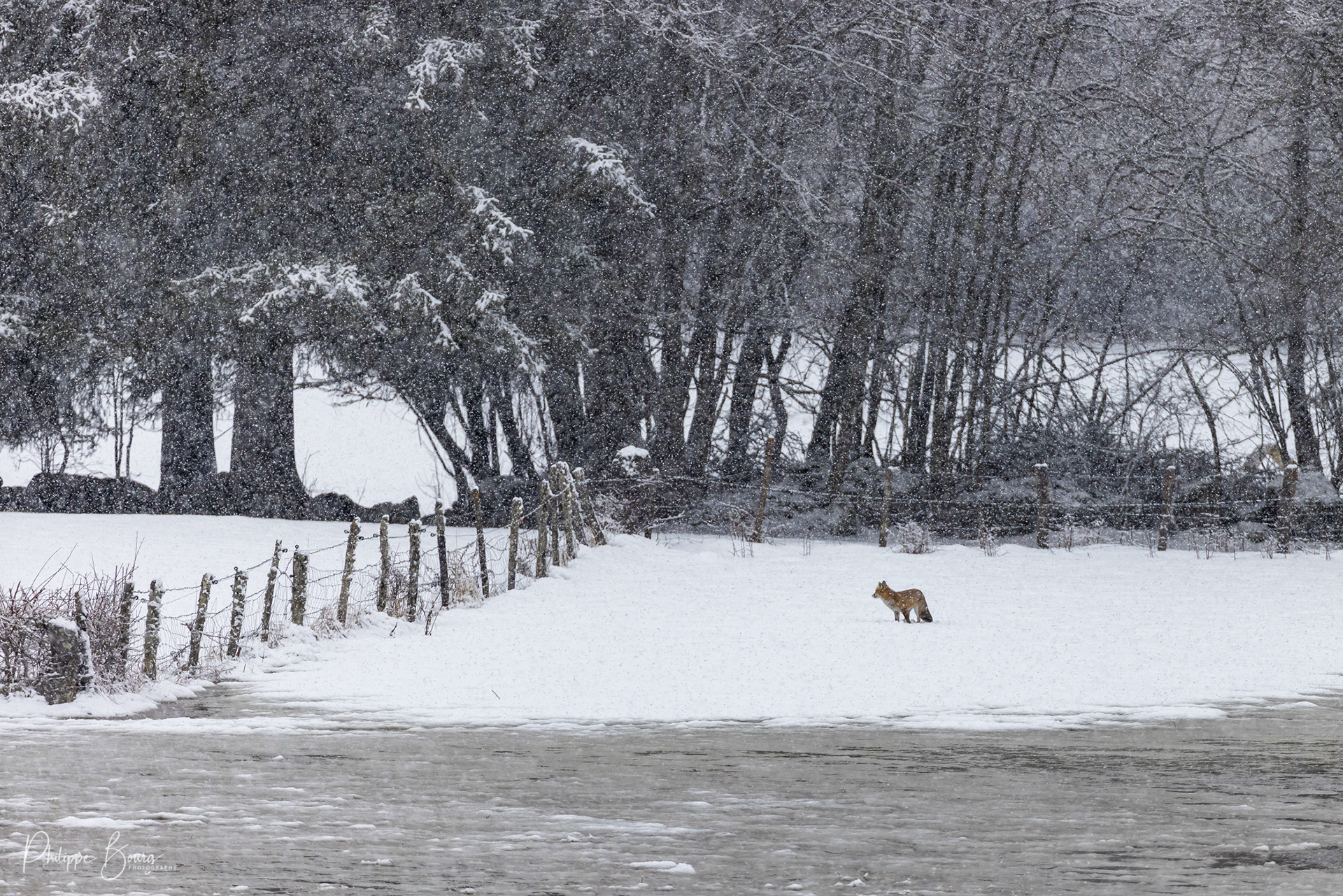 Renard roux