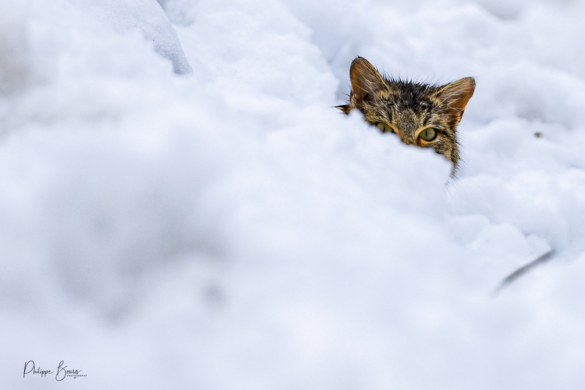Cache-cache - chat forestier