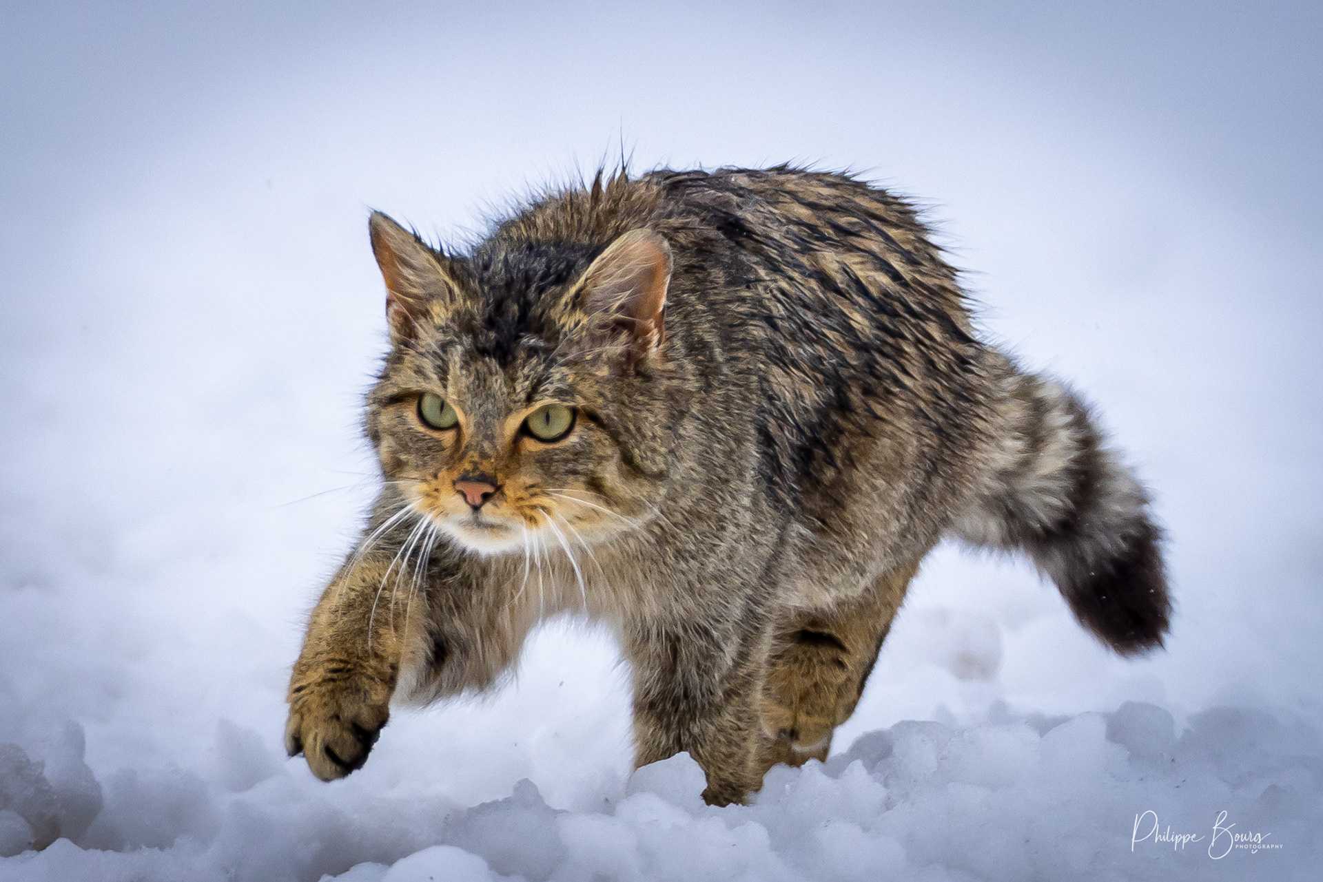 Chat forestier - felis sylvestris