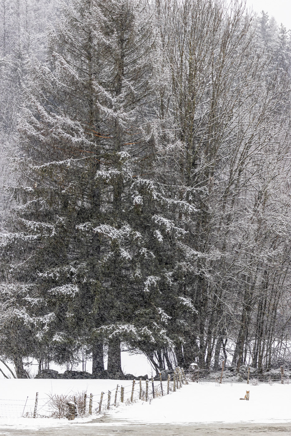 L'arbre et le renard