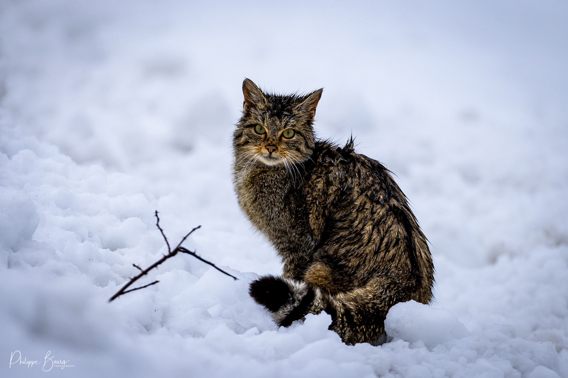 chat forestier