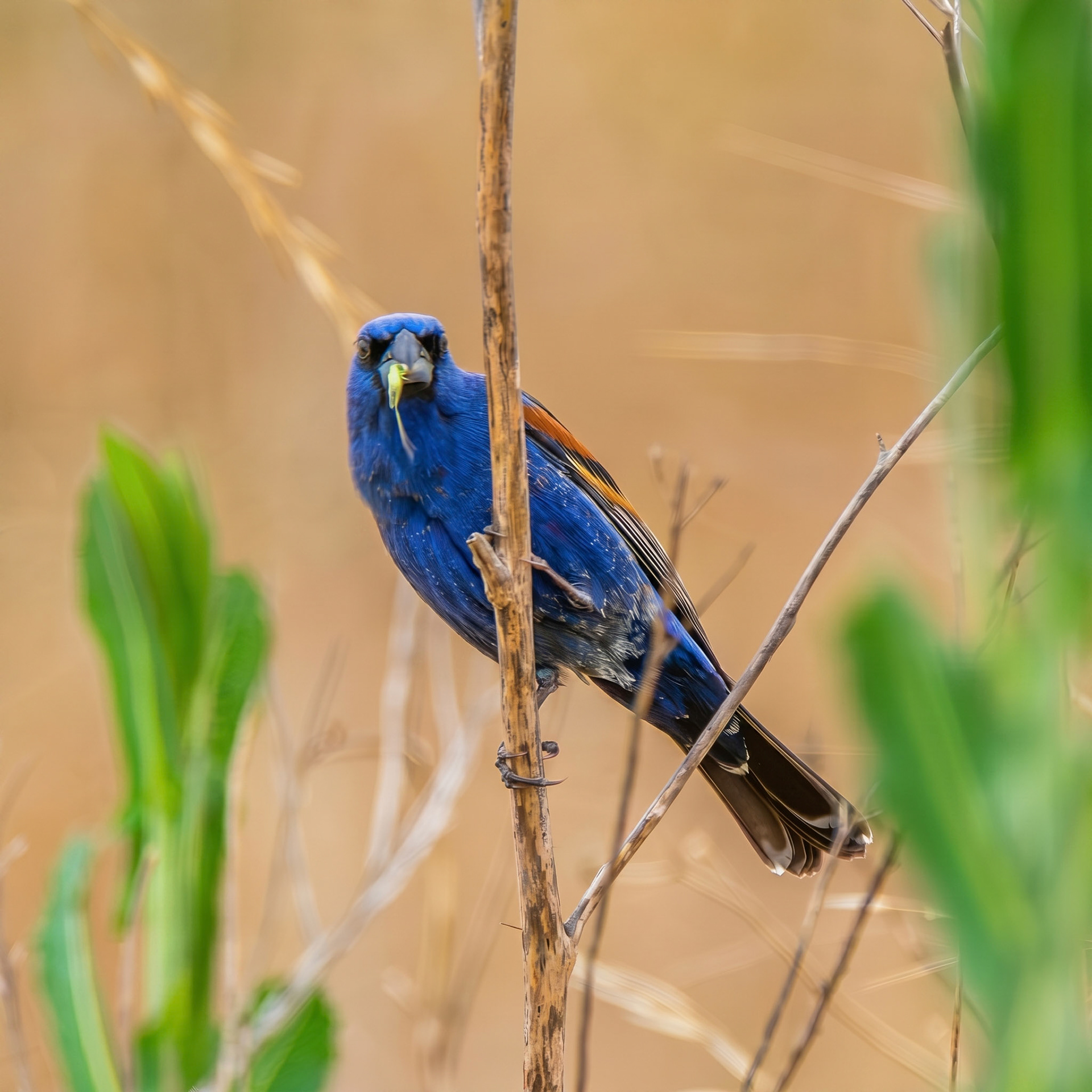 Blue Grosbeak