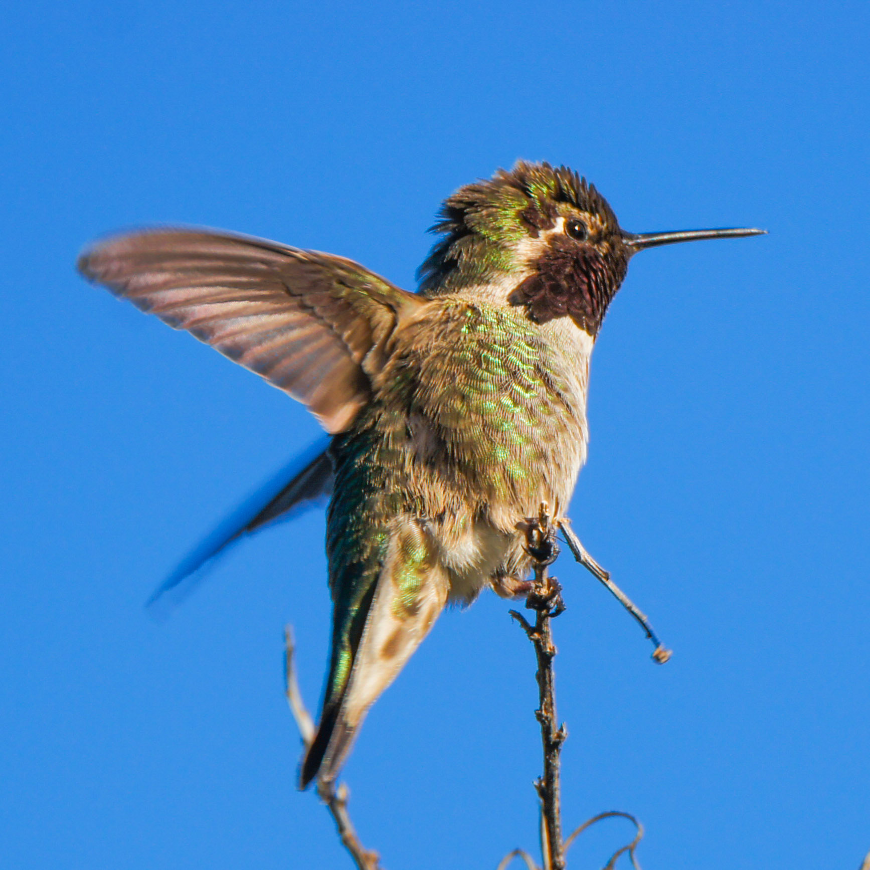 Anna's Hummingbird