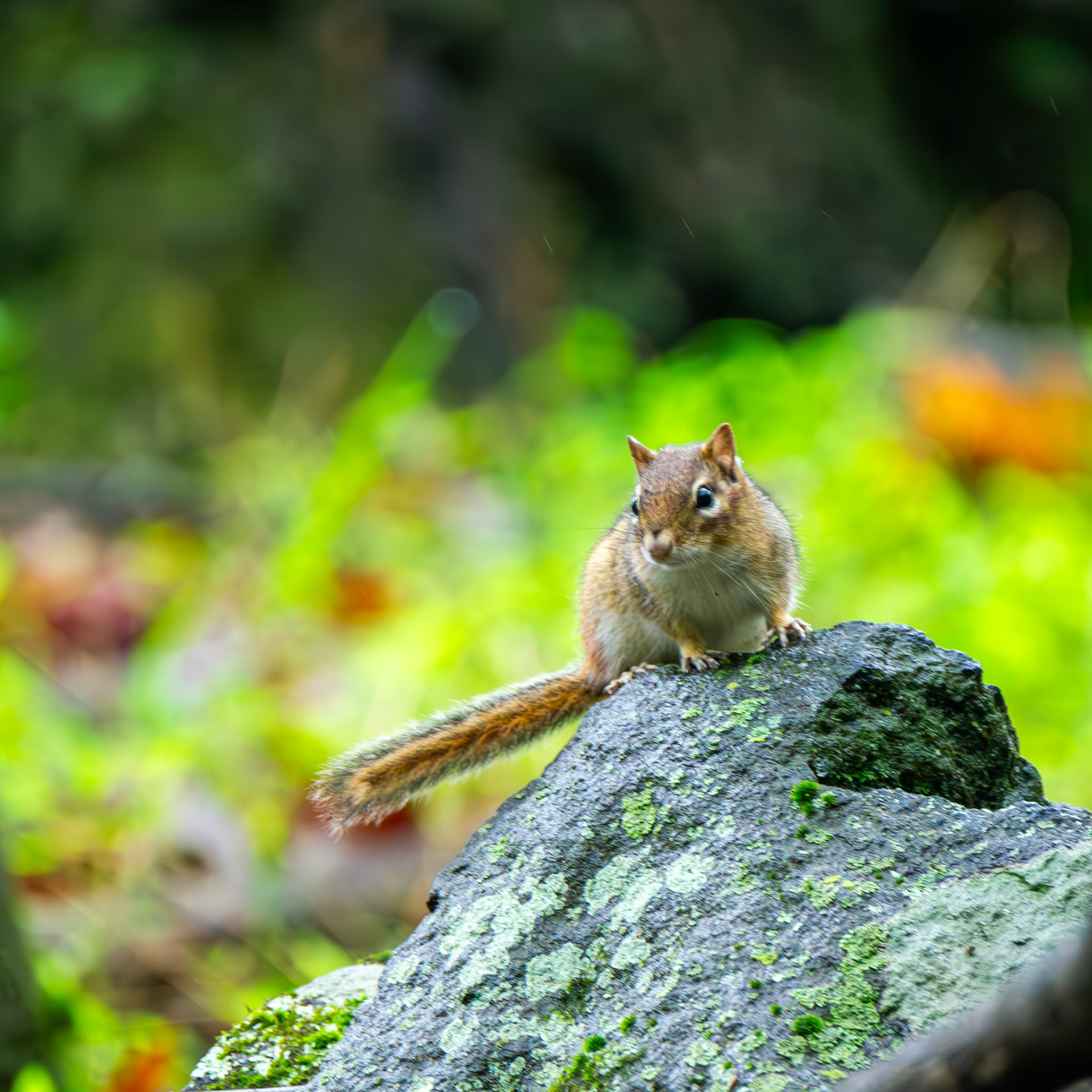 Eastern Chipmunk