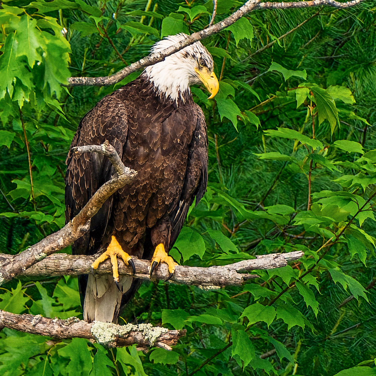 Bald Eagle
