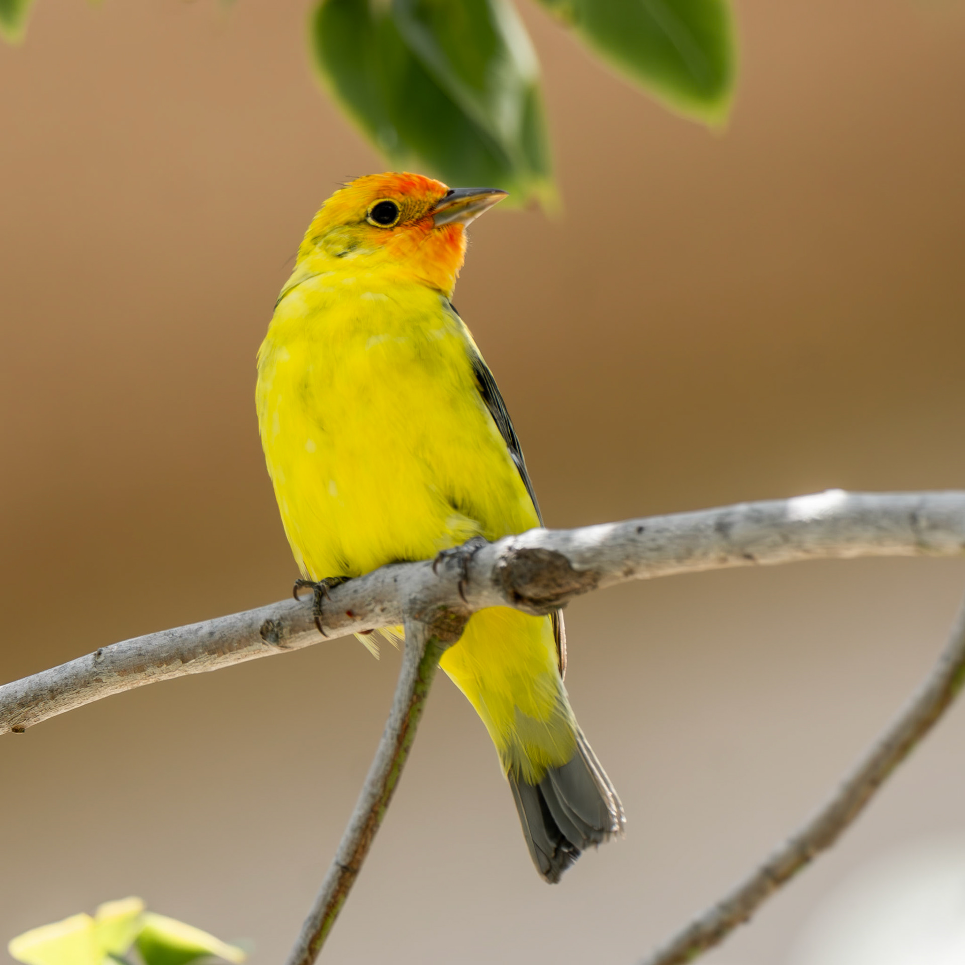 Western Tanager