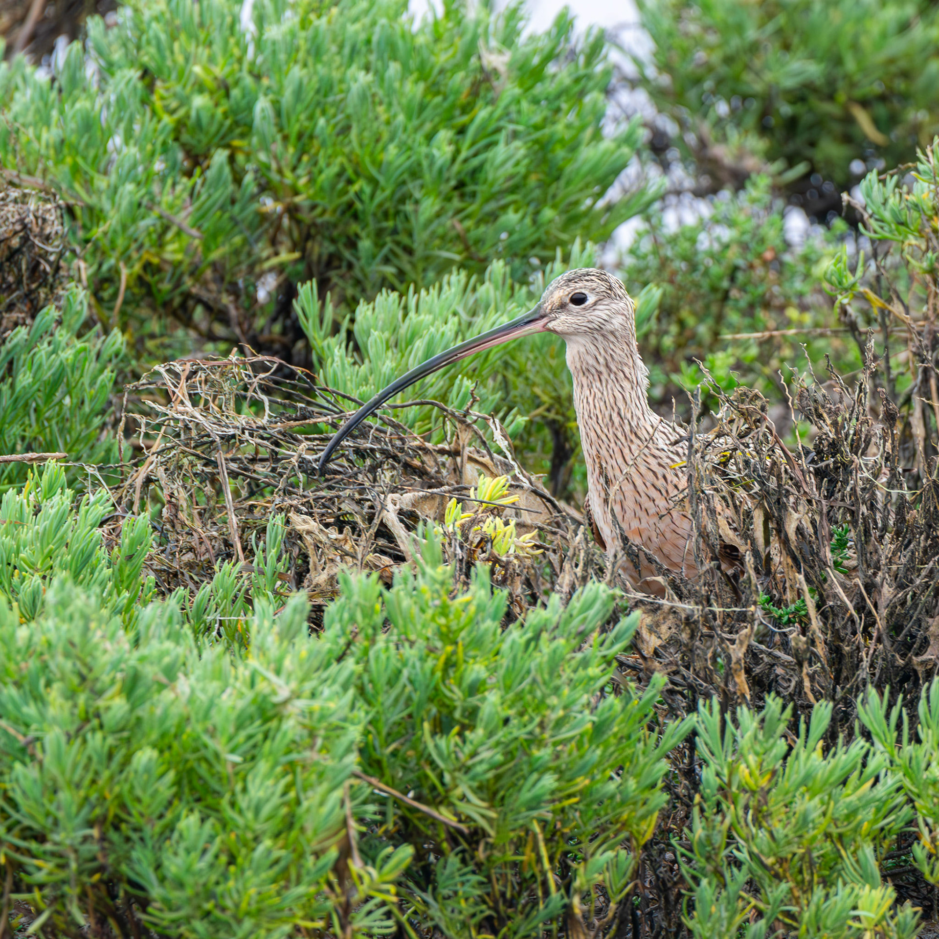Long-Billed Curlew