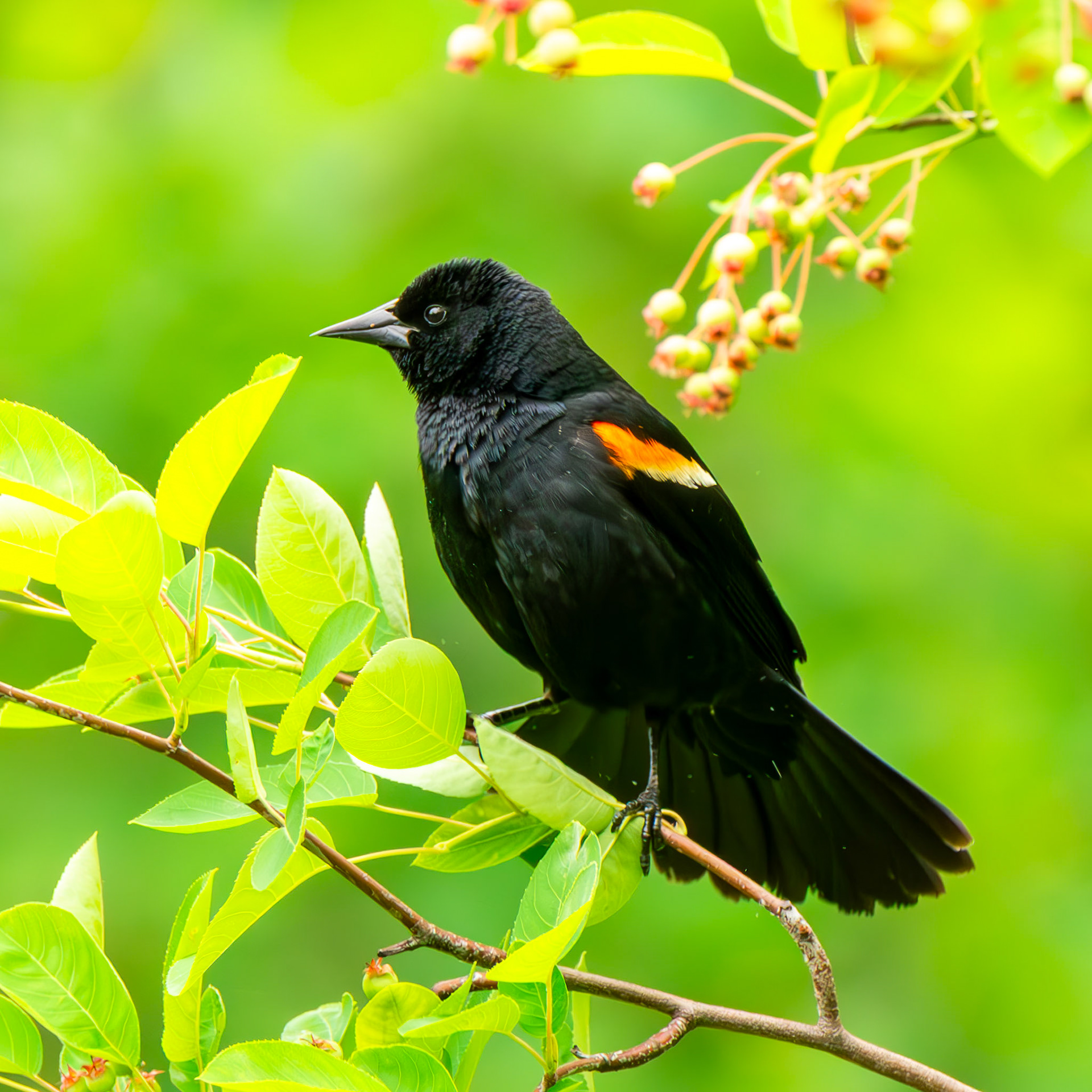 Red-Winged Blackbird